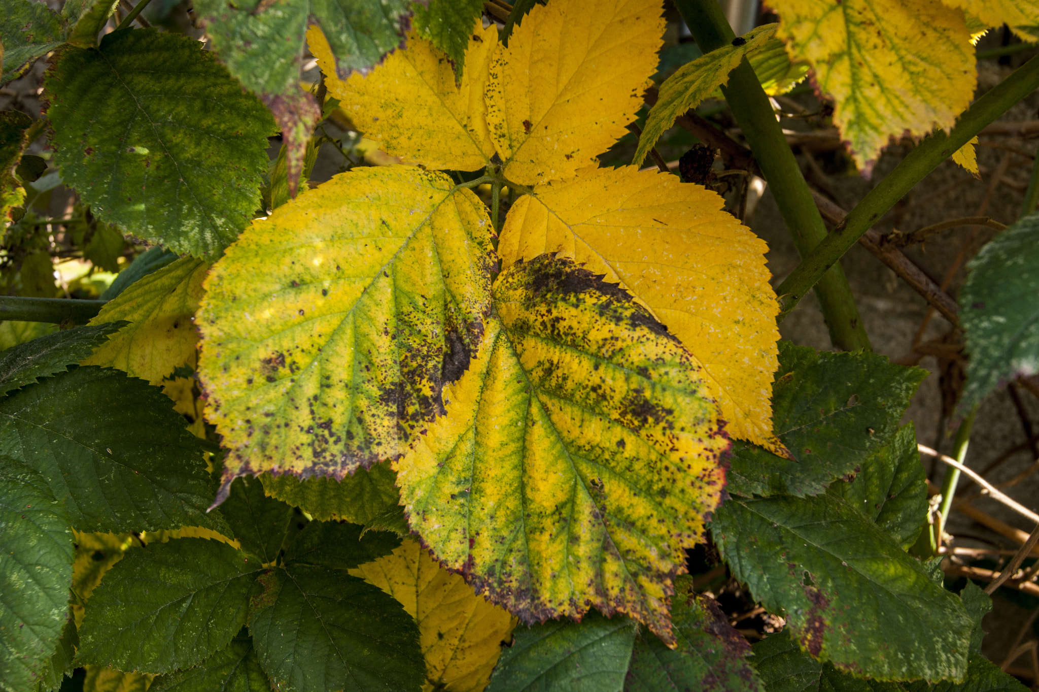 Sony Alpha DSLR-A380 + Sony DT 18-55mm F3.5-5.6 SAM sample photo. Autumn colors photography