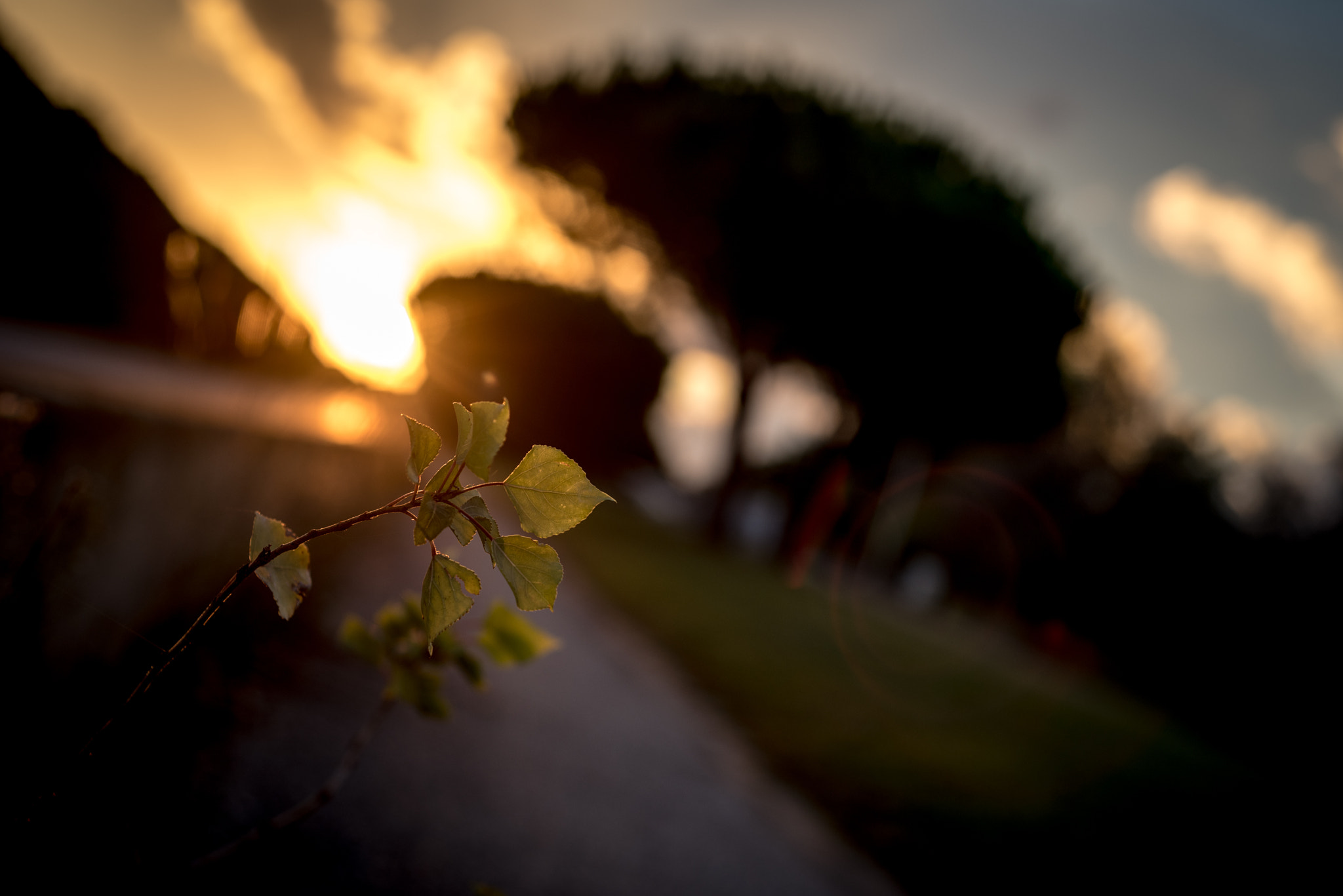 Nikon D750 + AF Nikkor 50mm f/1.8 sample photo. Along the road... sunrise photography