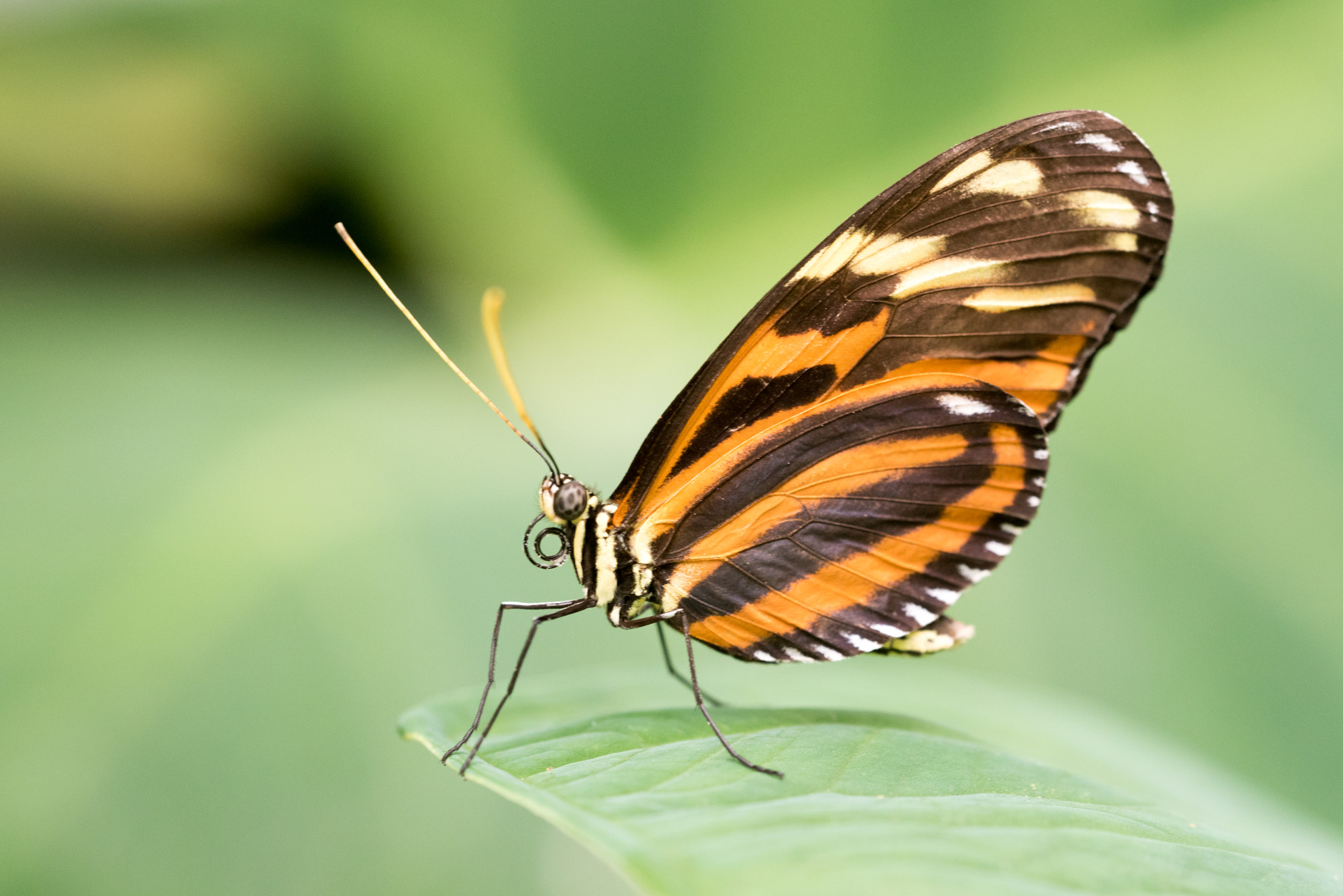 Nikon D750 + Sigma 150mm F2.8 EX DG OS Macro HSM sample photo. Mechanitis polymnia photography