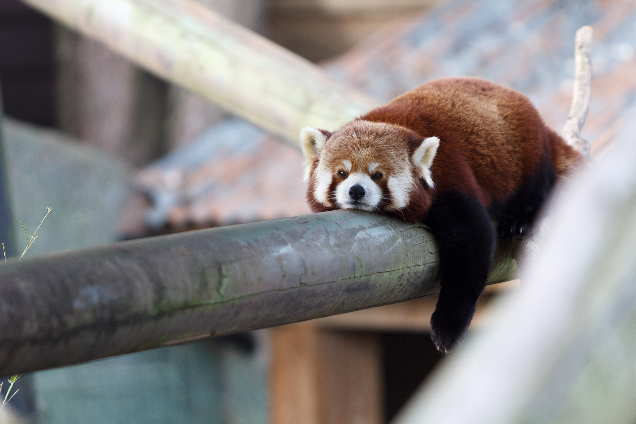 Canon EF 70-200mm F2.8L USM sample photo. Red panda photography