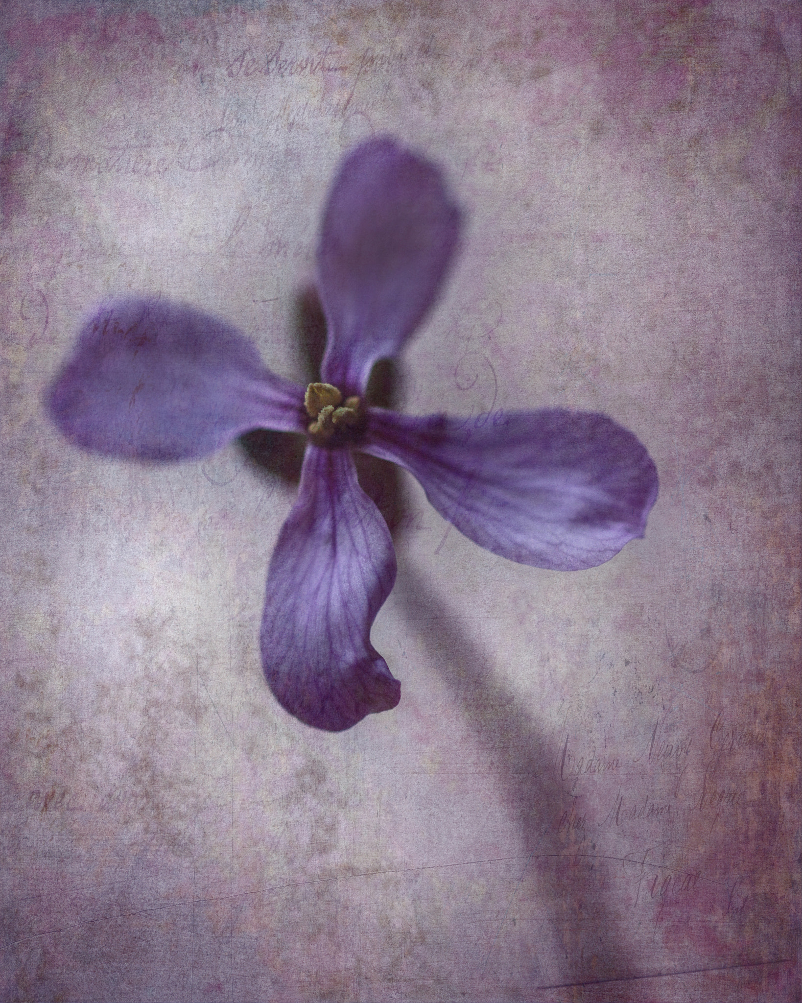 Canon EF 35-80mm f/4-5.6 sample photo. La flor del camino photography