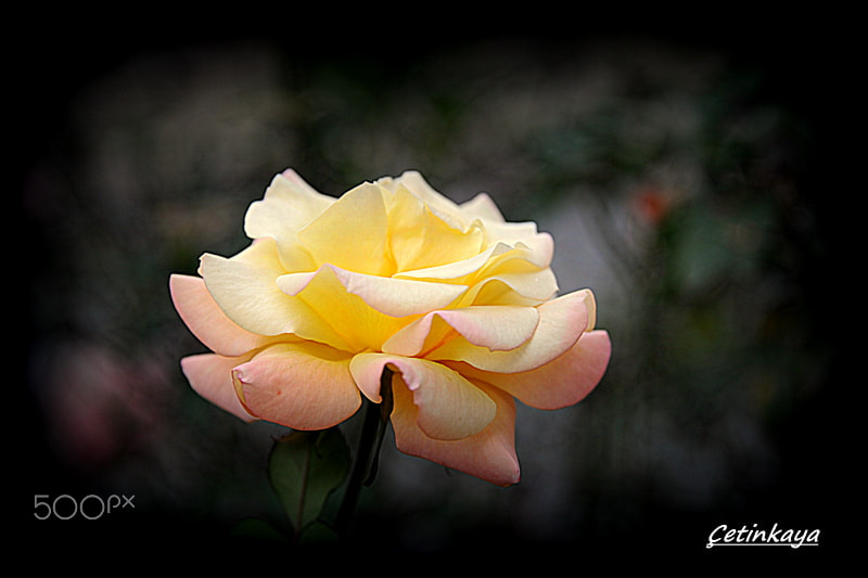 Nikon D3 sample photo. Yellow rose photography