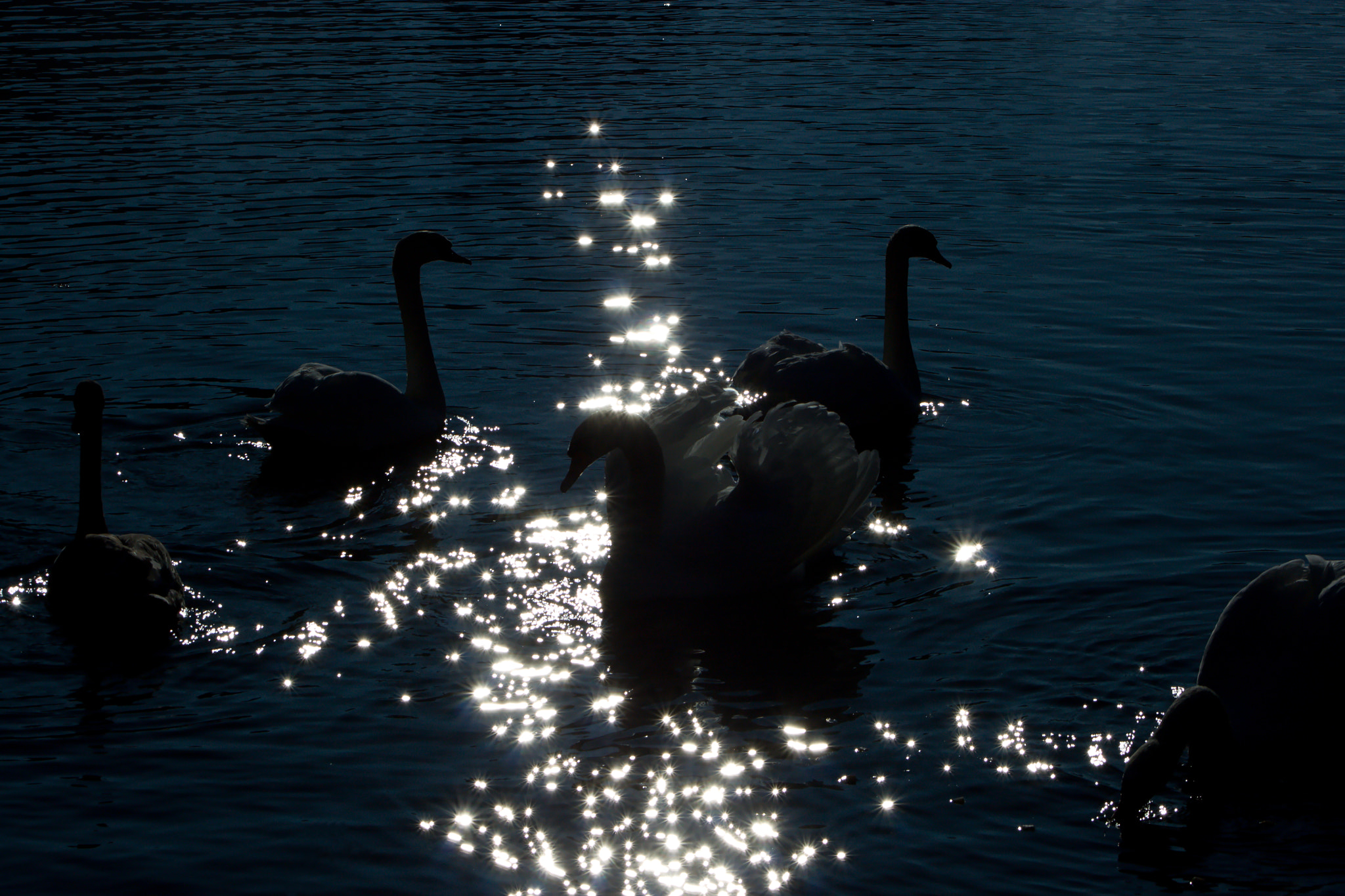 Canon EOS 500D (EOS Rebel T1i / EOS Kiss X3) + 75.00 - 300.00 mm sample photo. Swans photography