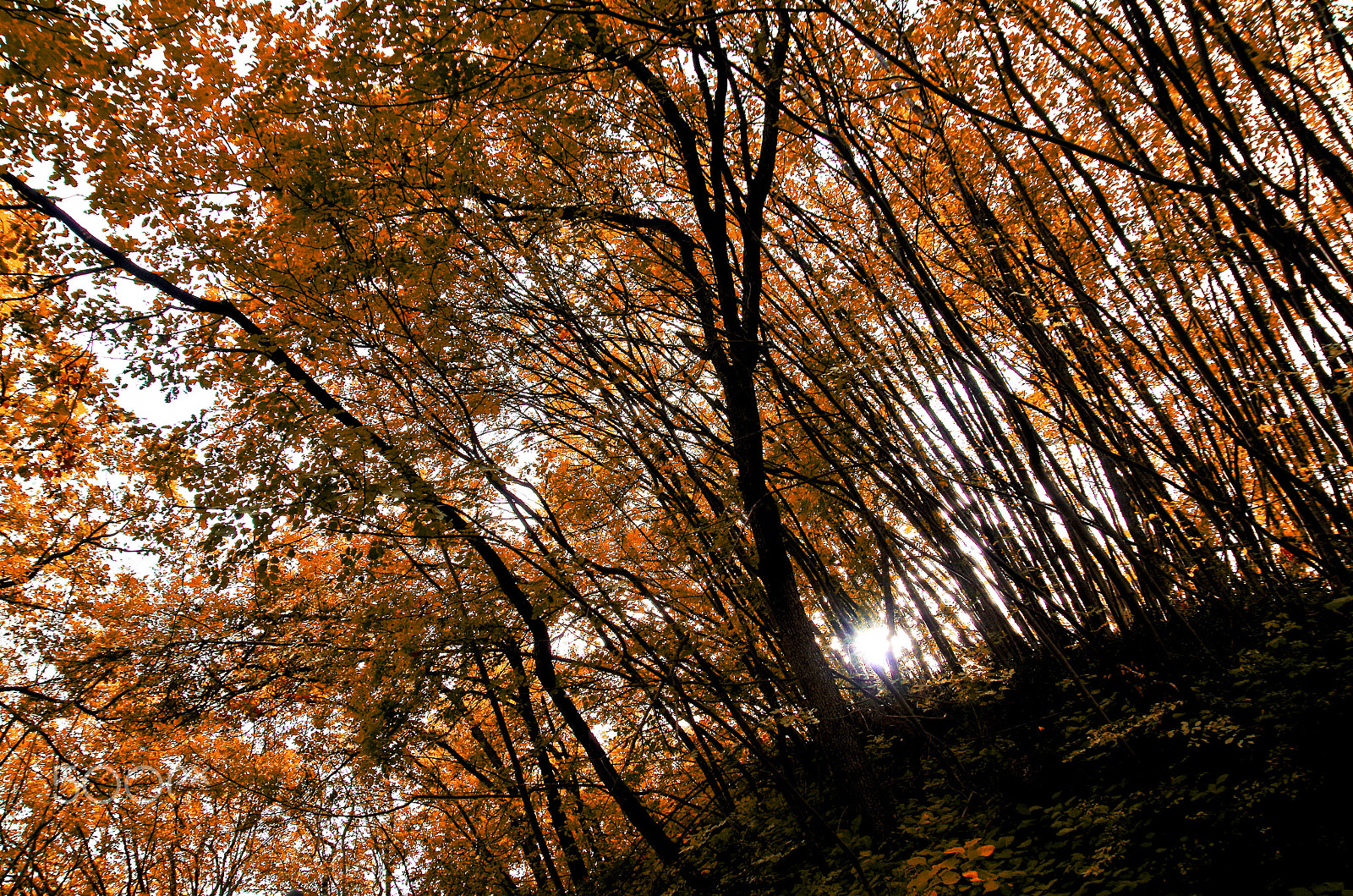 Sigma 18-250mm F3.5-6.3 DC OS HSM sample photo. Sun through thress photography