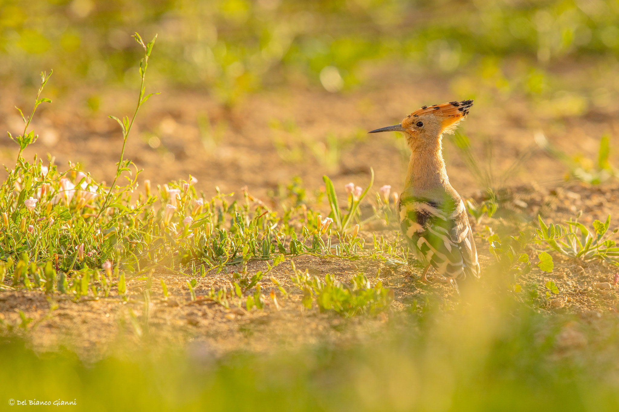 Canon EOS 5DS R sample photo. Young hoopoe photography