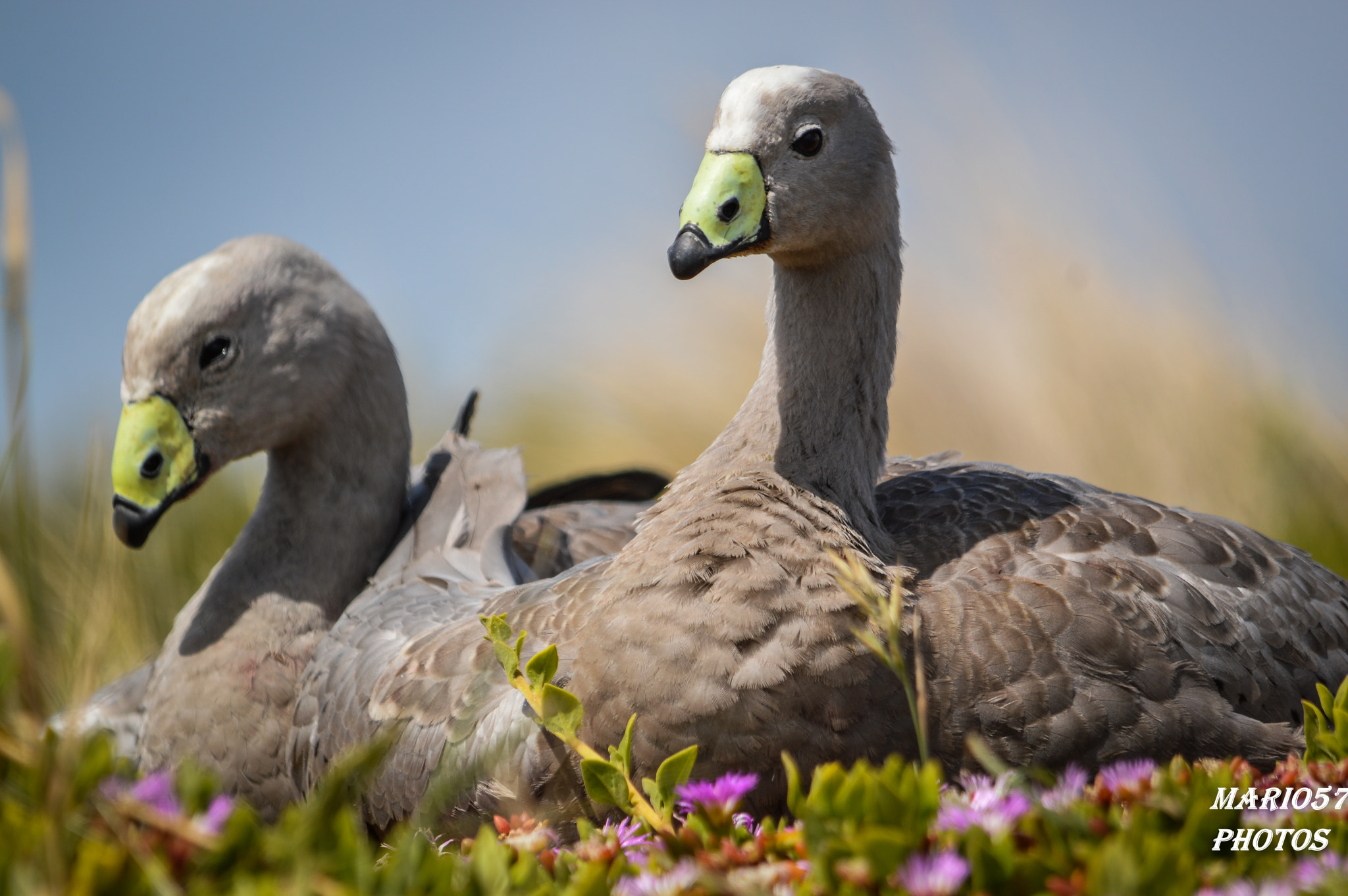 Sigma 150-500mm F5-6.3 DG OS HSM sample photo. Geese (of ) photography