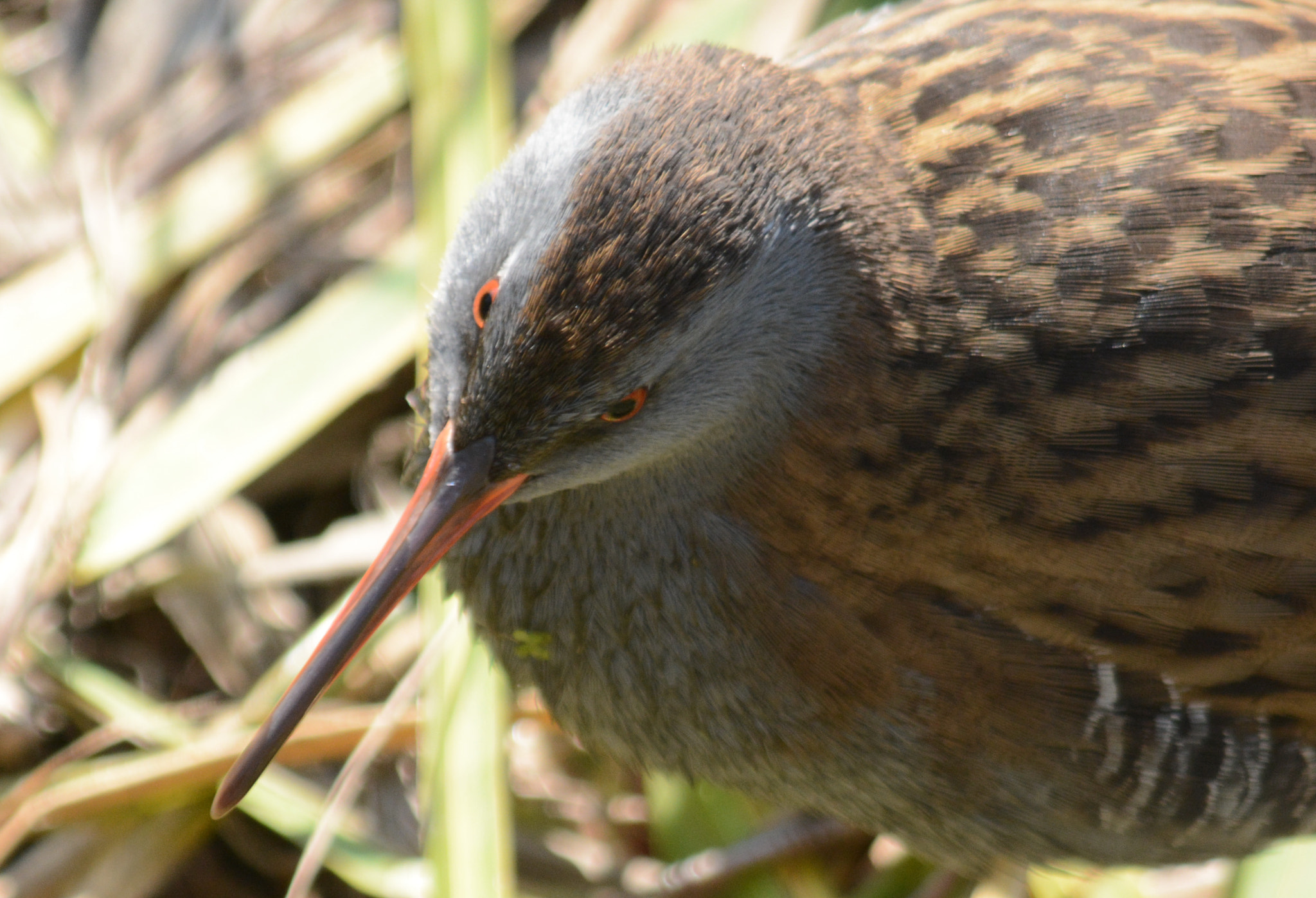 Tamron SP AF 200-500mm F5-6.3 Di LD (IF) sample photo. Water rail photography