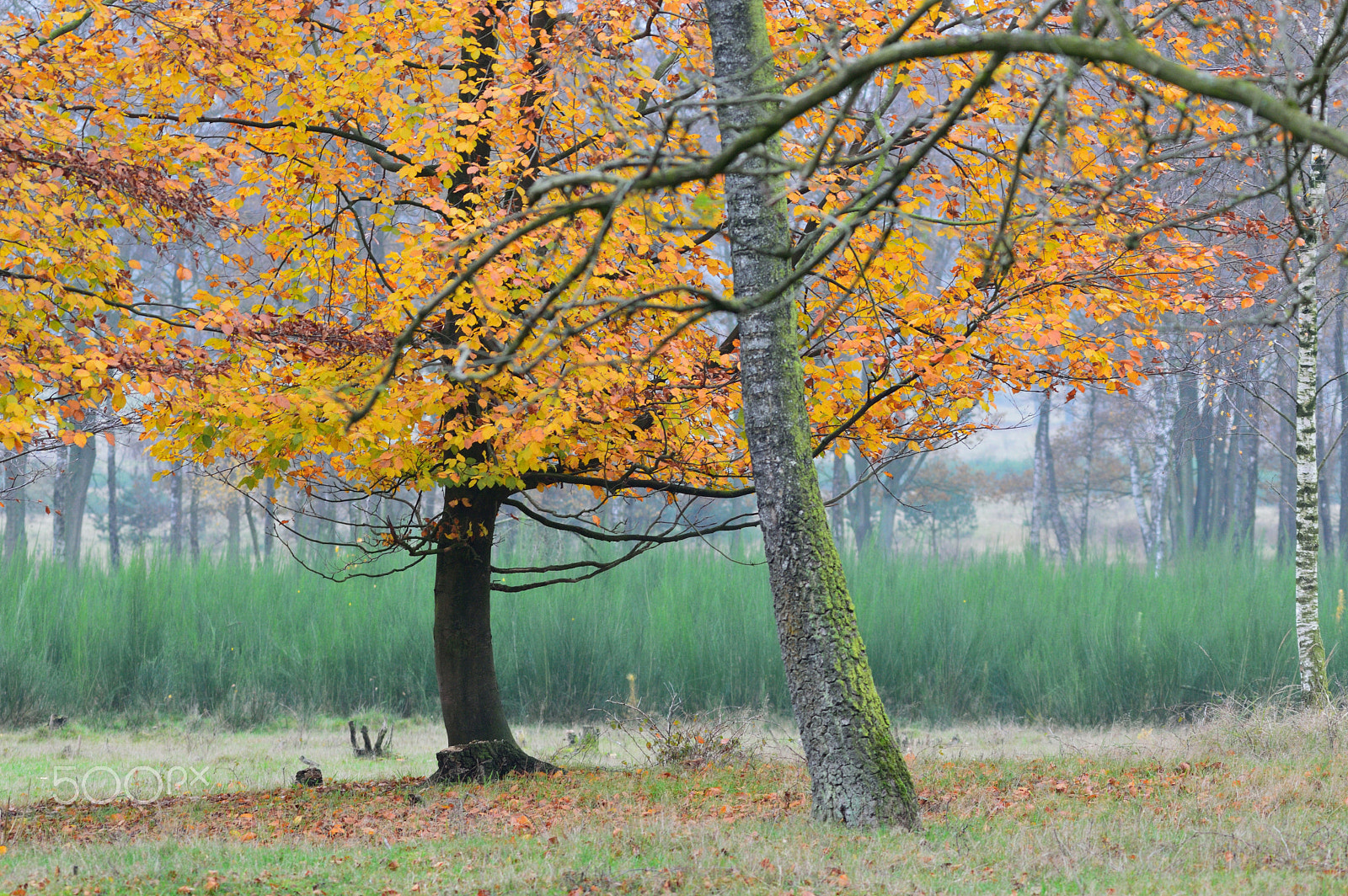 Sigma 150-500mm F5-6.3 DG OS HSM sample photo. `yellow and green` photography