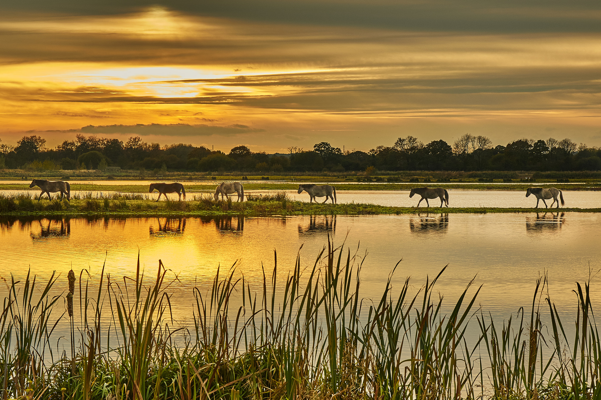 Sigma 17-50mm F2.8 EX DC OS HSM sample photo. Wild horses photography