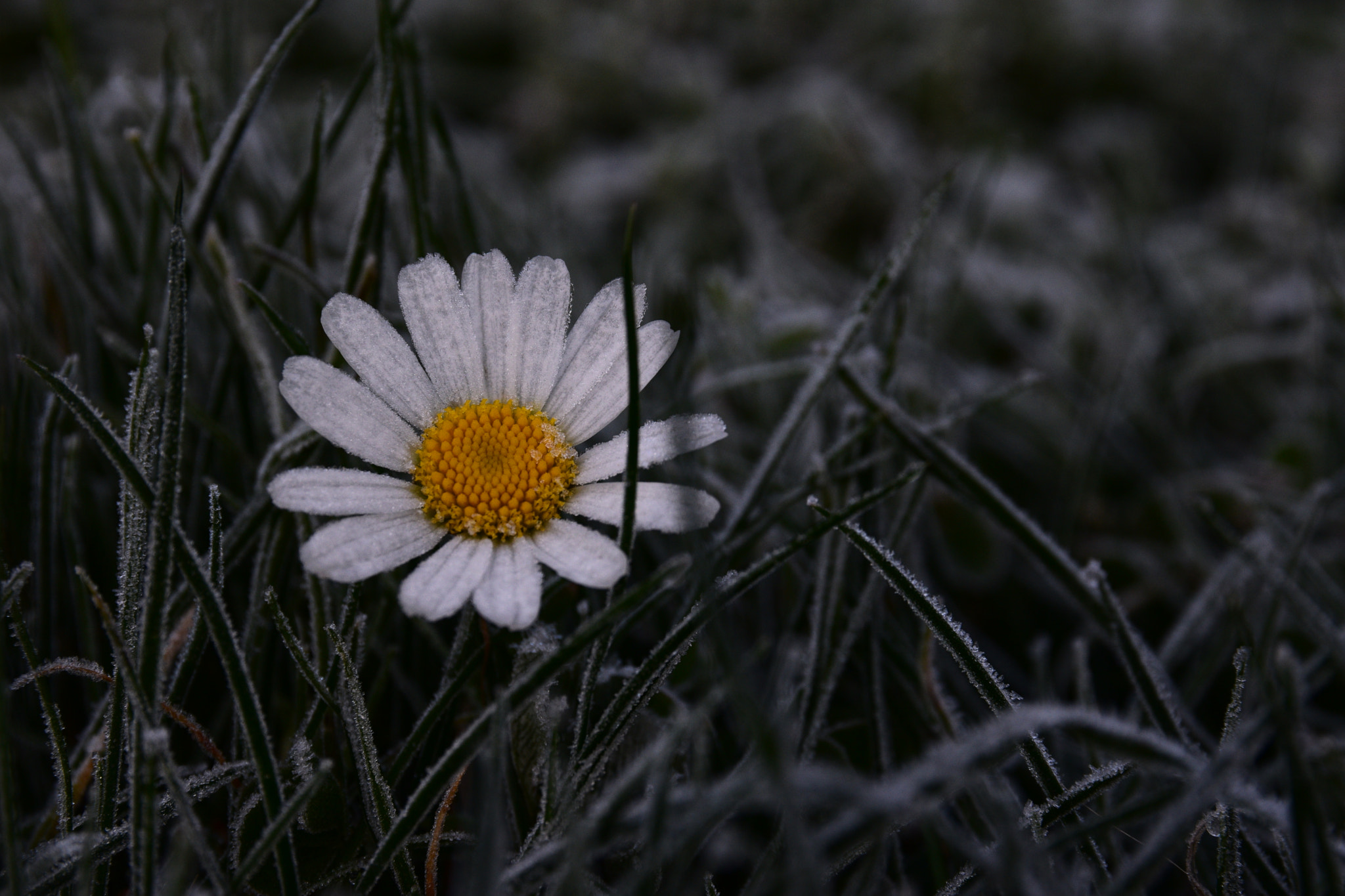 Sigma 17-70mm F2.8-4 DC Macro OS HSM | C sample photo. Untitled photography