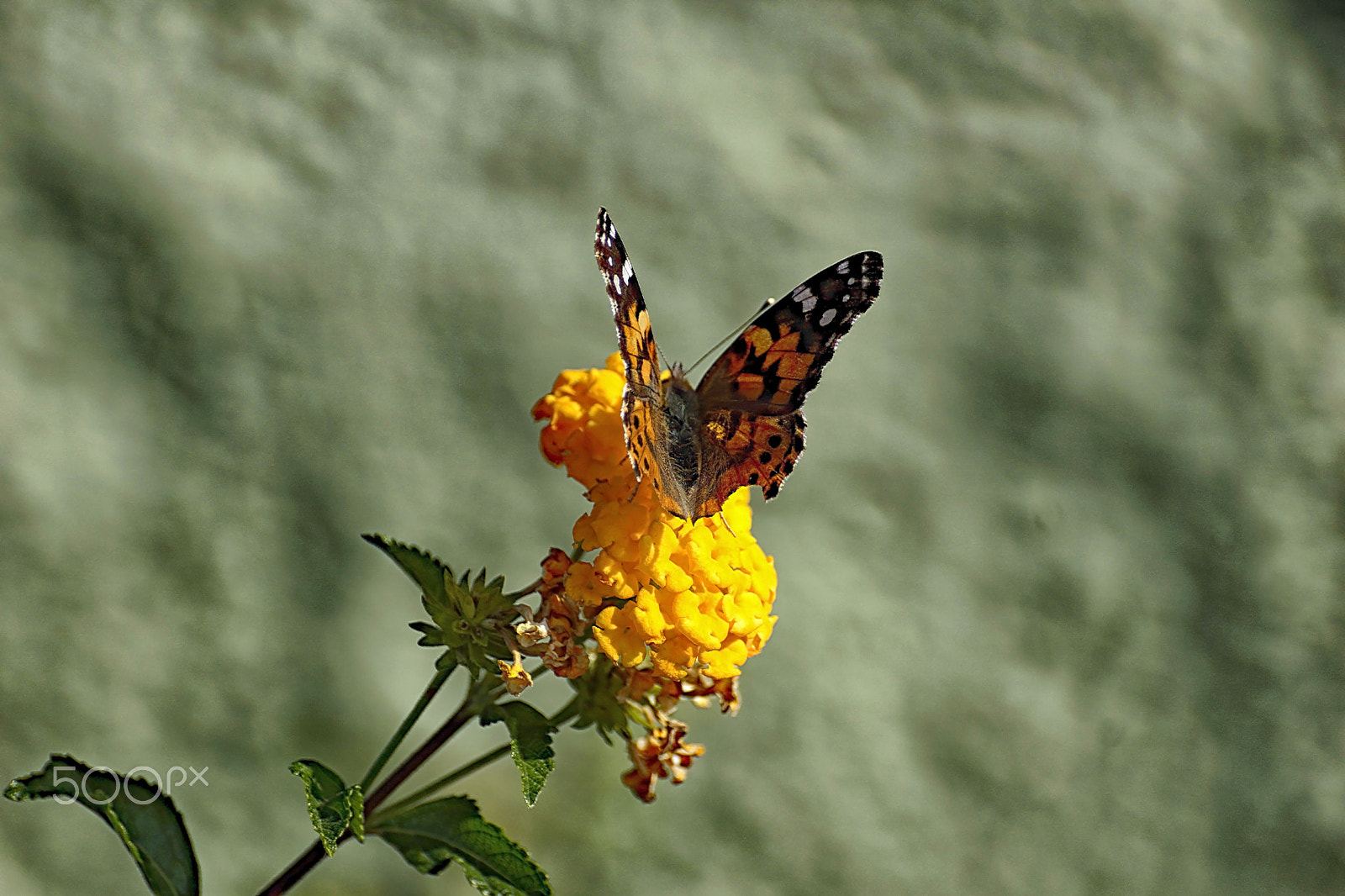 Sony SLT-A65 (SLT-A65V) sample photo. Butterfly photography