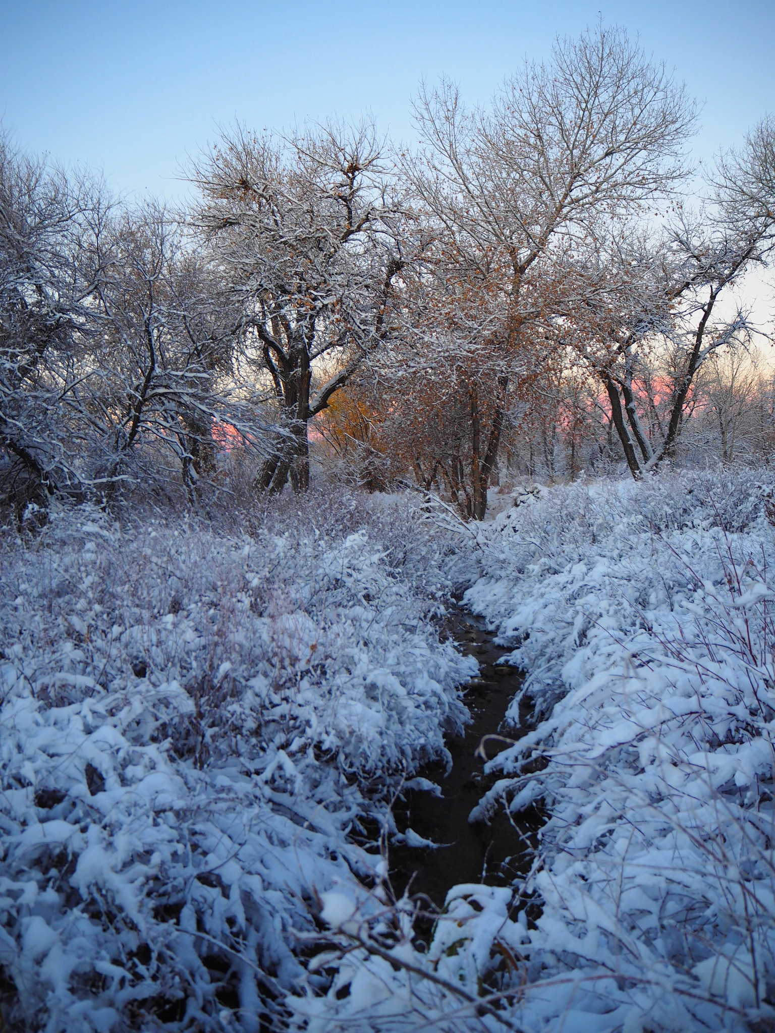Olympus Air A01 sample photo. Frozen morning photography