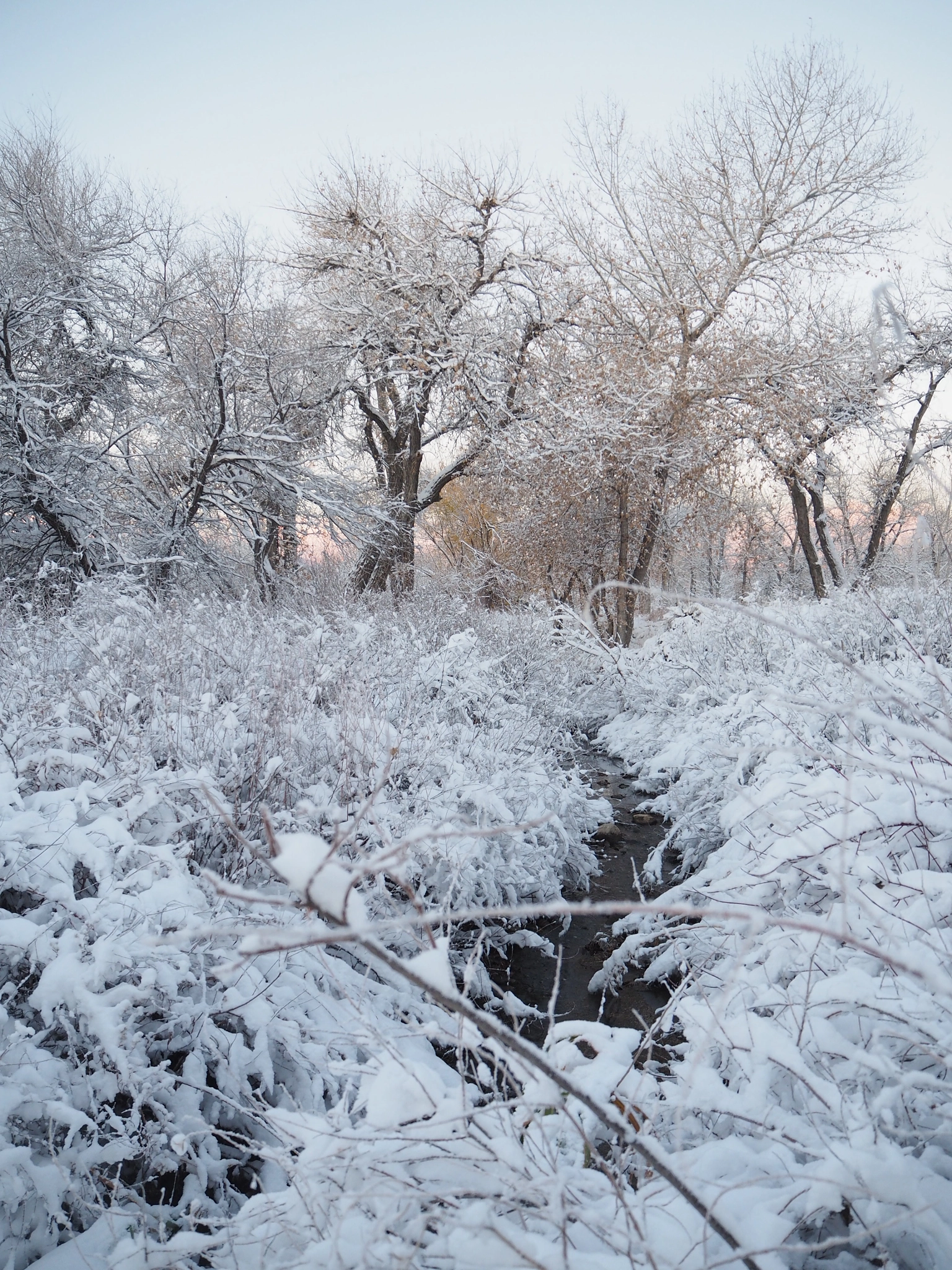 Olympus Air A01 sample photo. Frozen world photography
