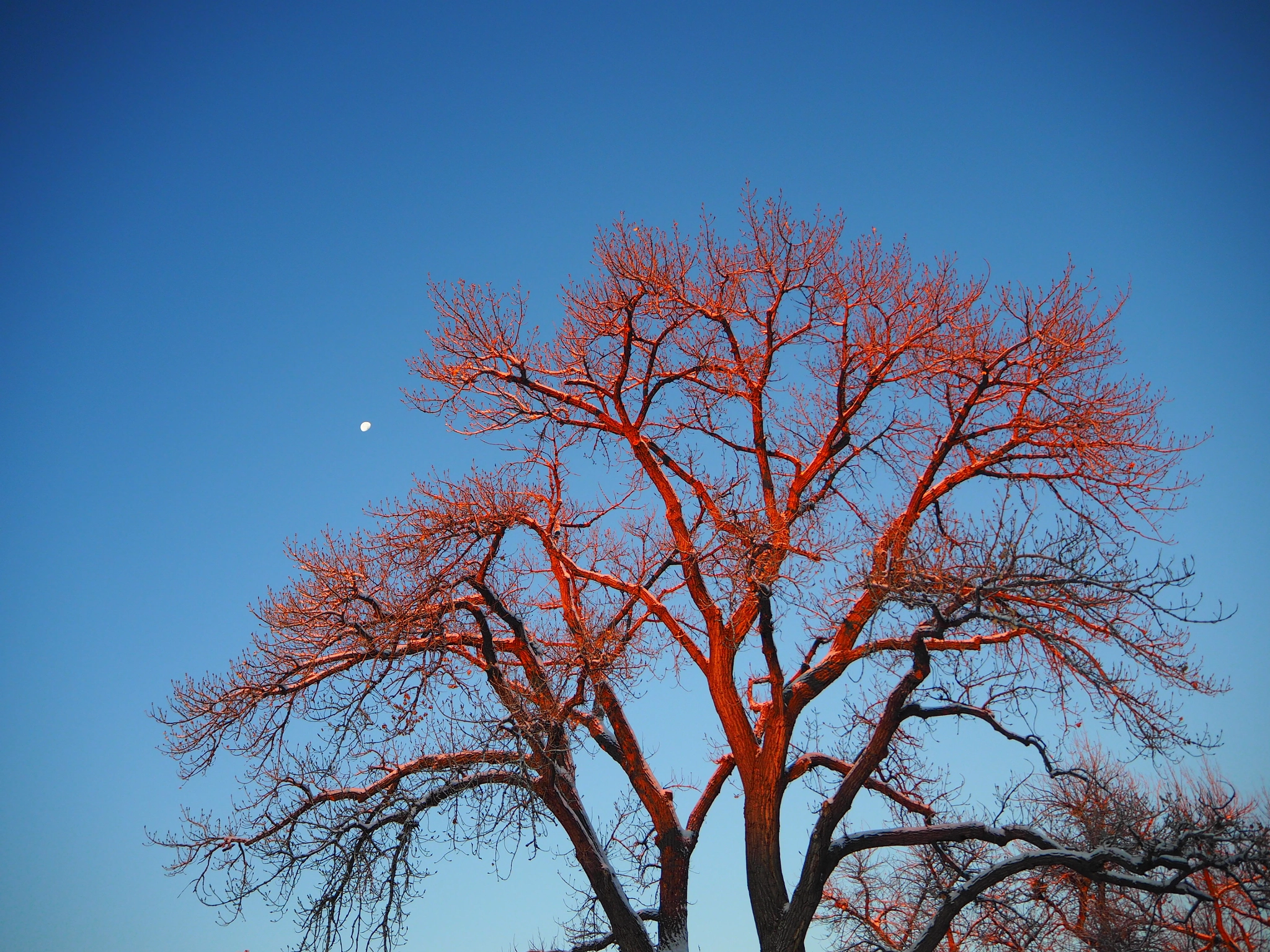 Olympus Air A01 sample photo. Awakening photography
