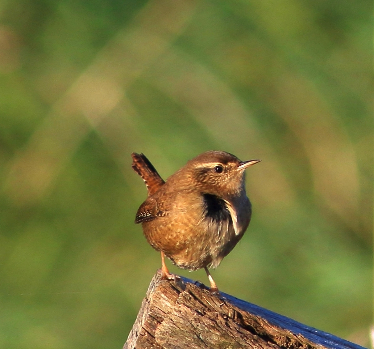 Canon EOS 7D Mark II + Canon EF 300mm F4L IS USM sample photo. The wren photography