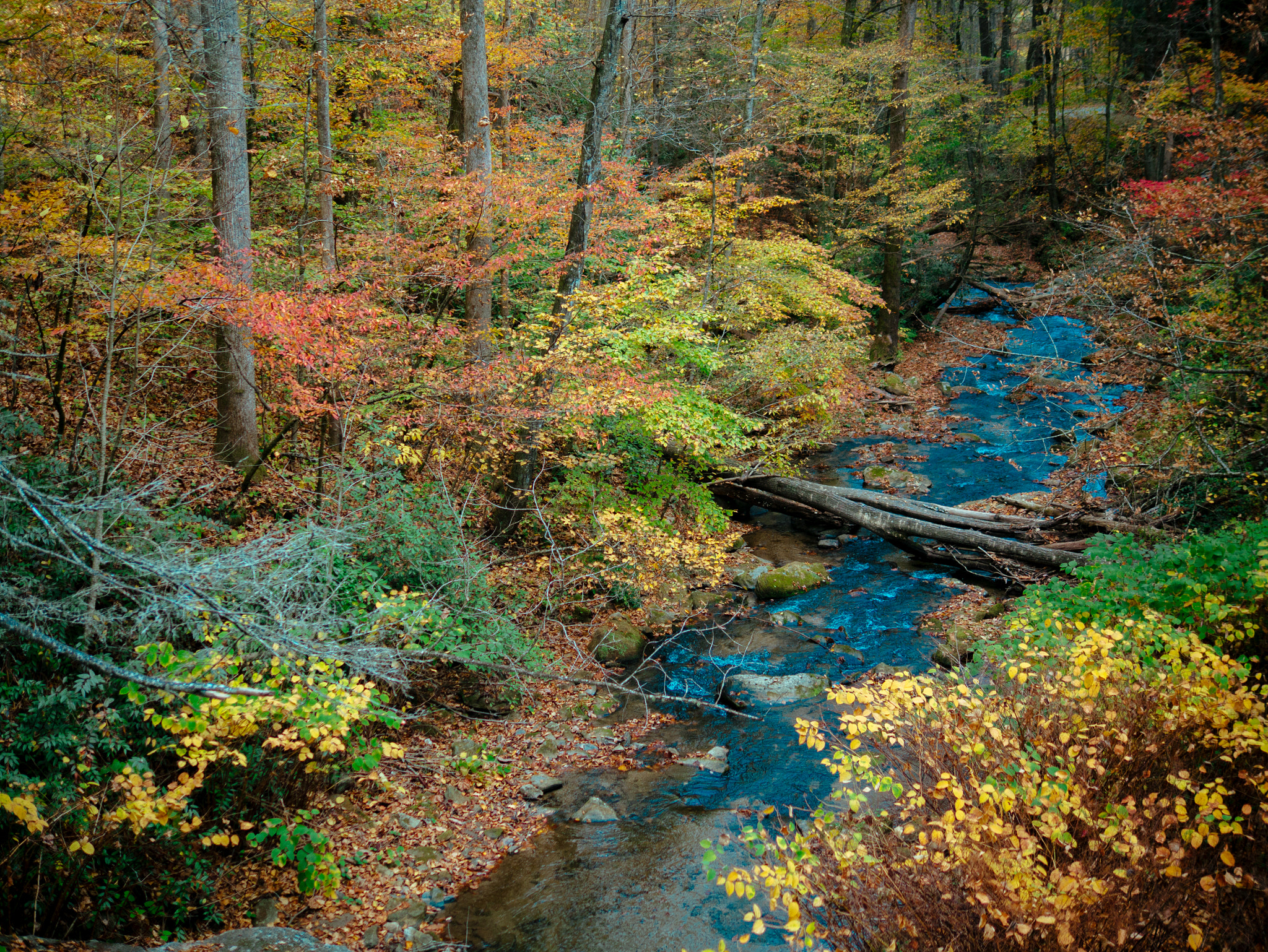 Panasonic Lumix DMC-GX1 sample photo. The first time i fell in love with leaves! photography