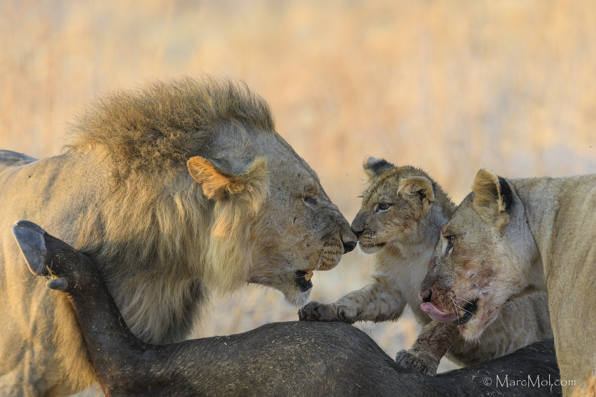 Nikon AF-S Nikkor 400mm F2.8E FL ED VR sample photo. Table manners photography