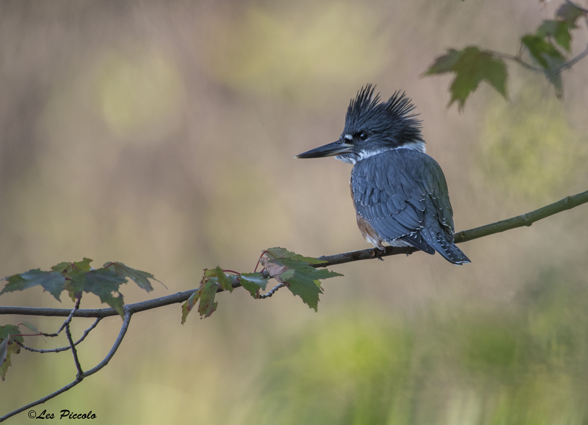 Nikon D750 + Nikon AF-S Nikkor 600mm F4G ED VR sample photo. 8244 photography