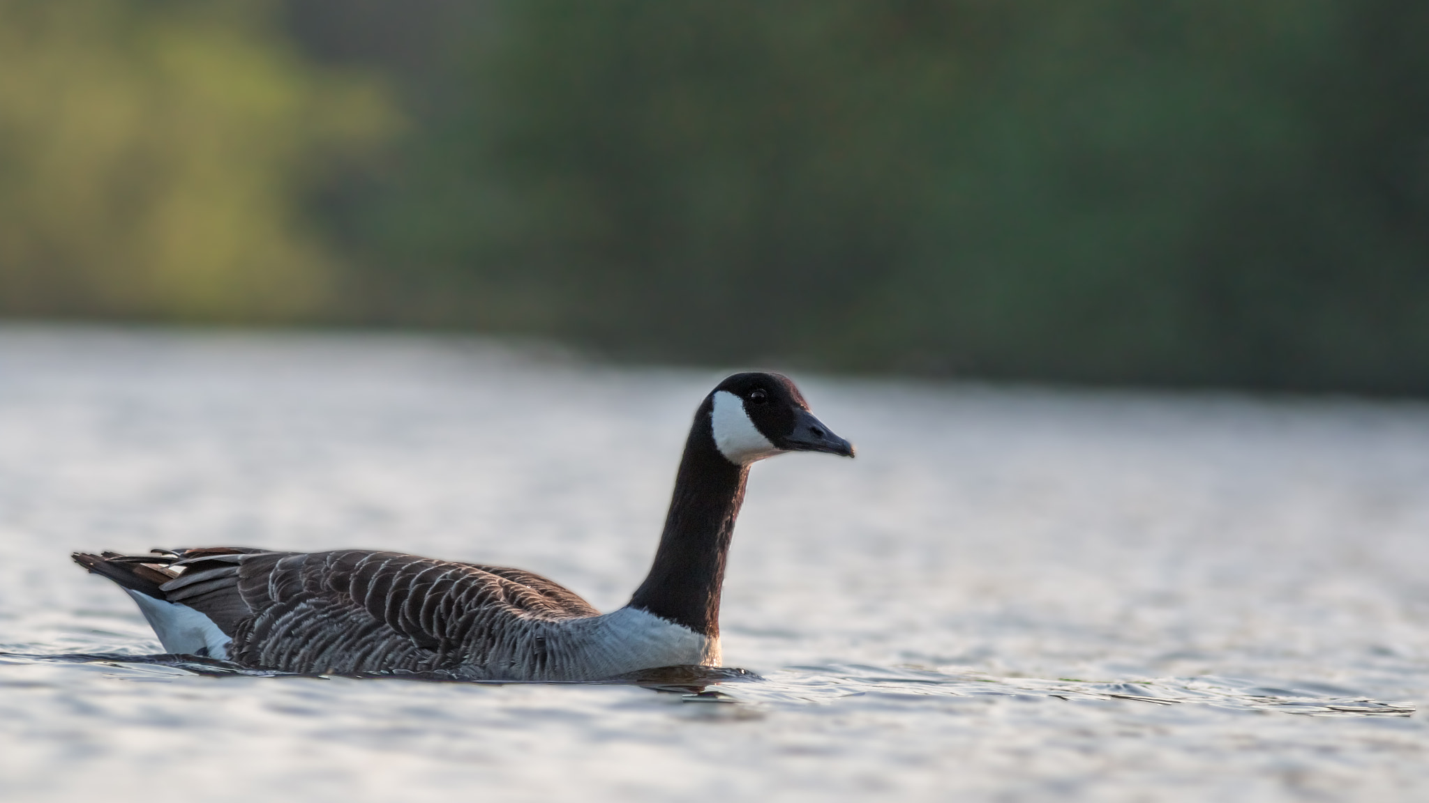 Canon EF 300mm F4L IS USM sample photo. Duck photography