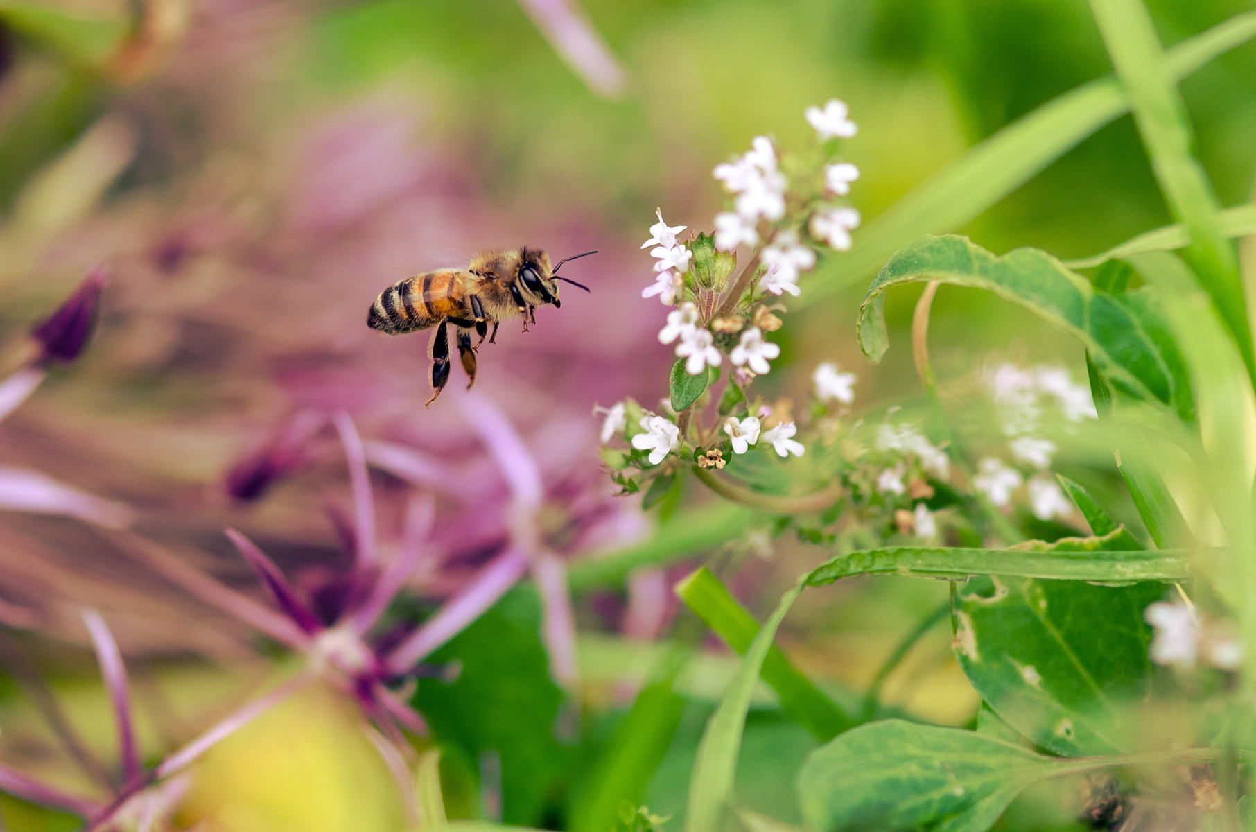 Nikon AF-S Micro-Nikkor 105mm F2.8G IF-ED VR sample photo. .... photography