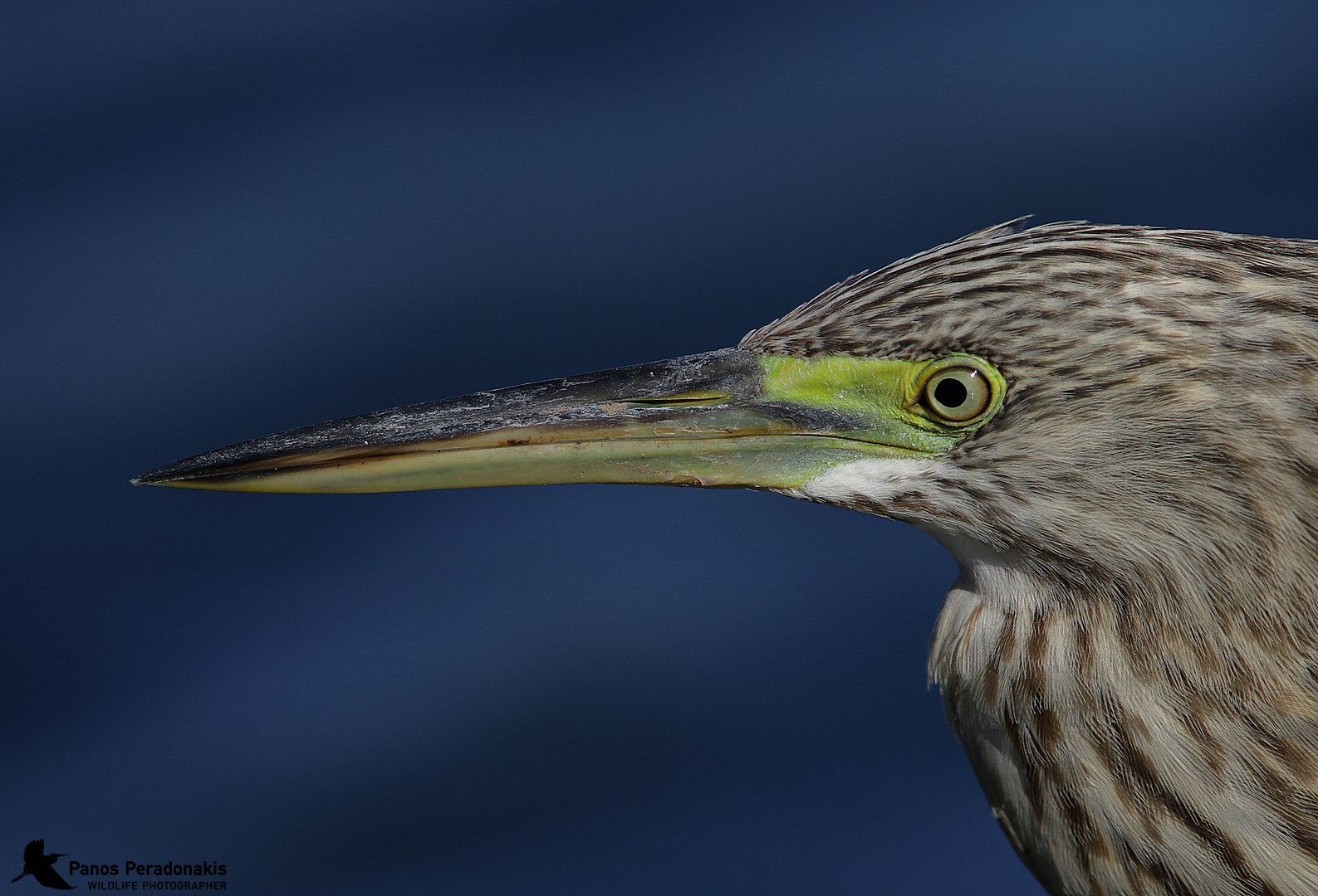 Canon EF 600mm F4L IS II USM sample photo. Κρυπτοτσικνιάς	squacco heron photography