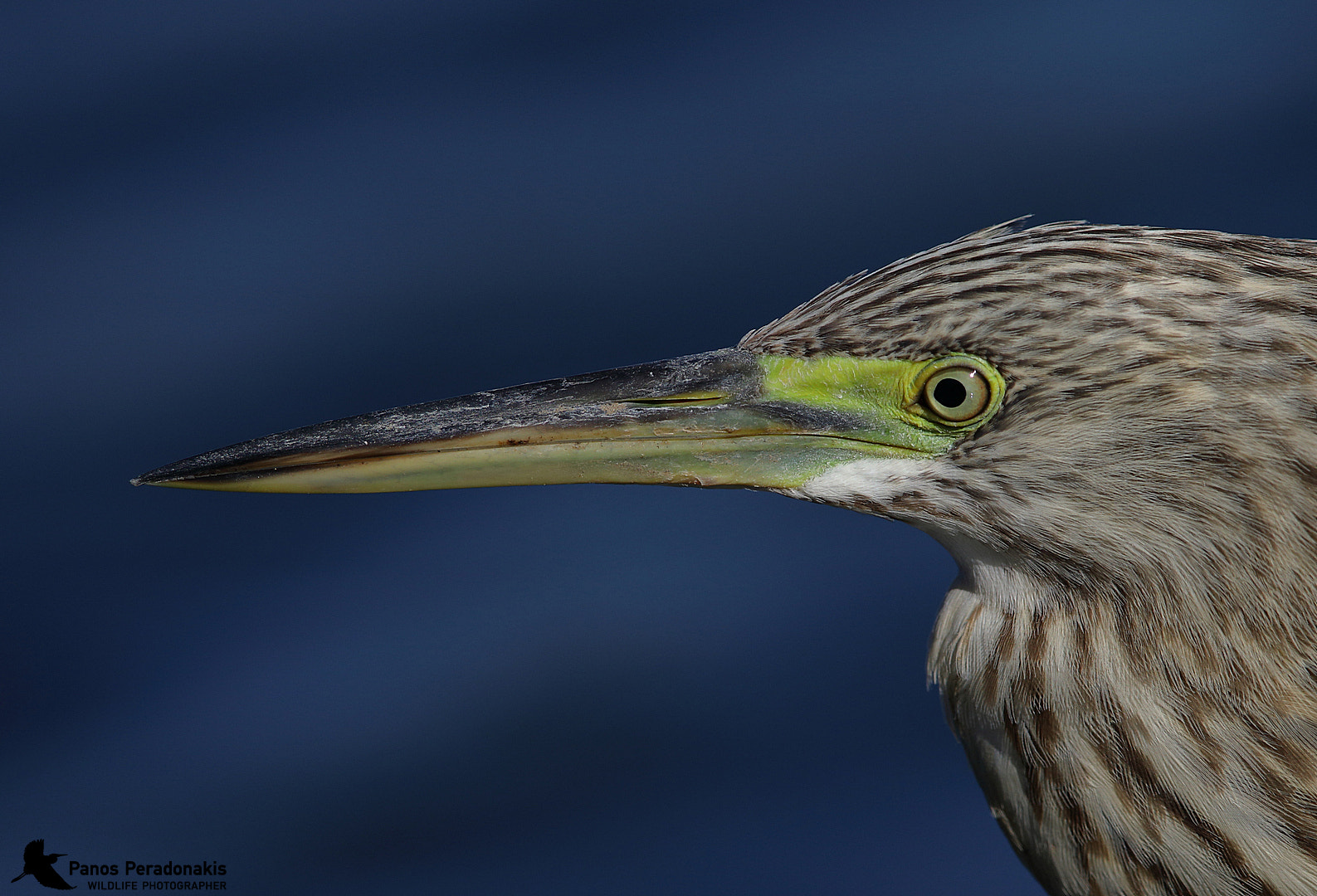 Canon EOS 5D Mark IV + Canon EF 600mm F4L IS II USM sample photo. Κρυπτοτσικνιάς	squacco heron photography