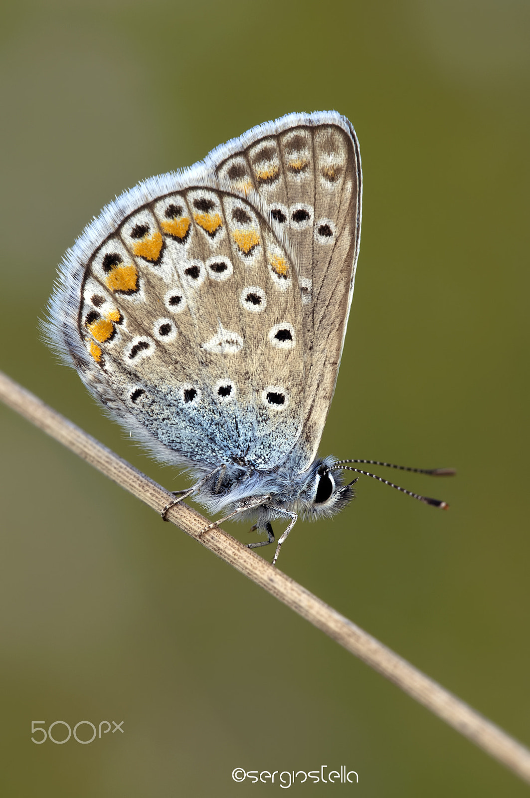 Nikon D90 + Sigma 150mm F2.8 EX DG Macro HSM sample photo. Icaro______ photography