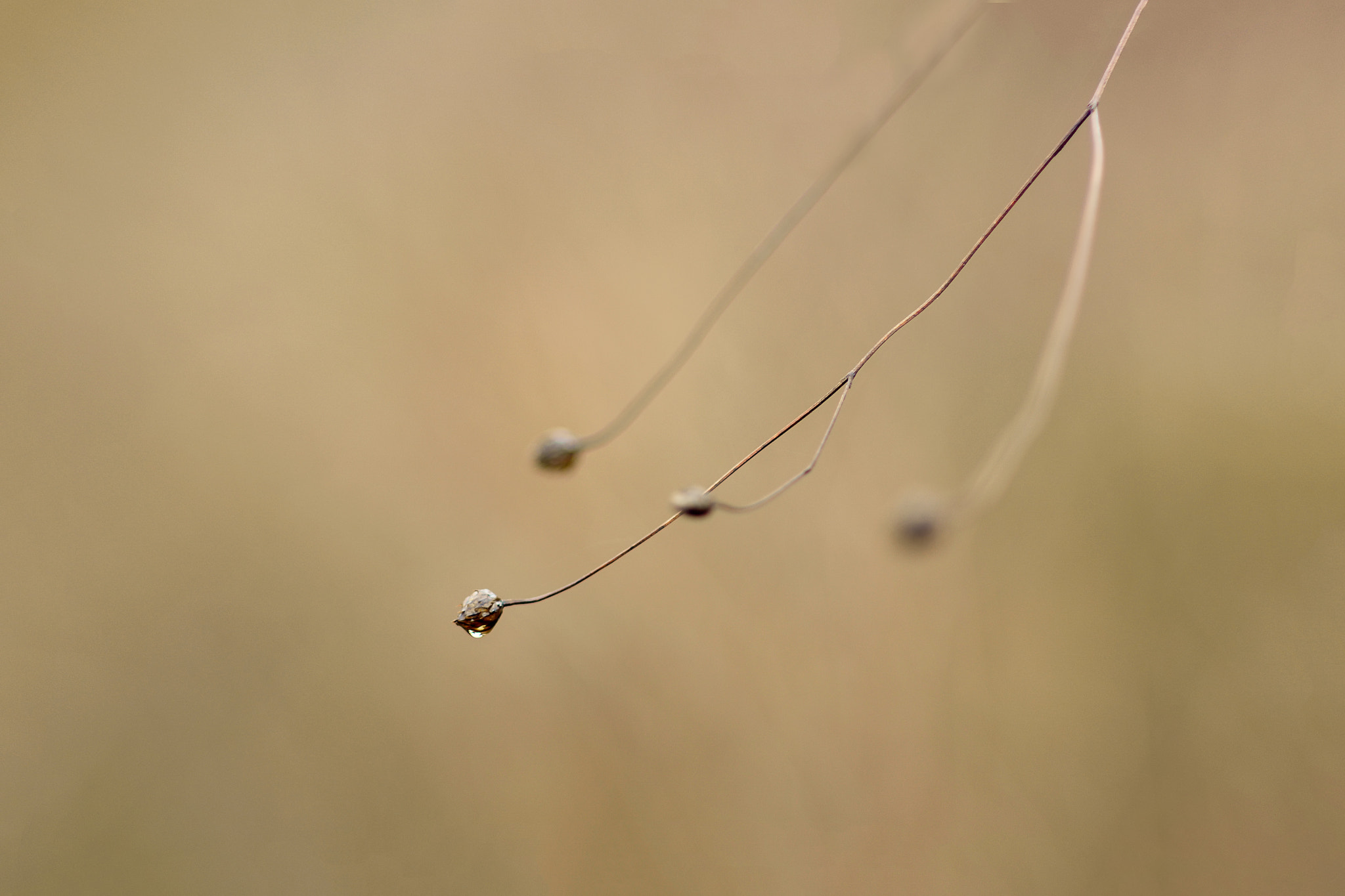 Nikon D7100 + Sigma 85mm F1.4 EX DG HSM sample photo. Rainy day-autumn photography