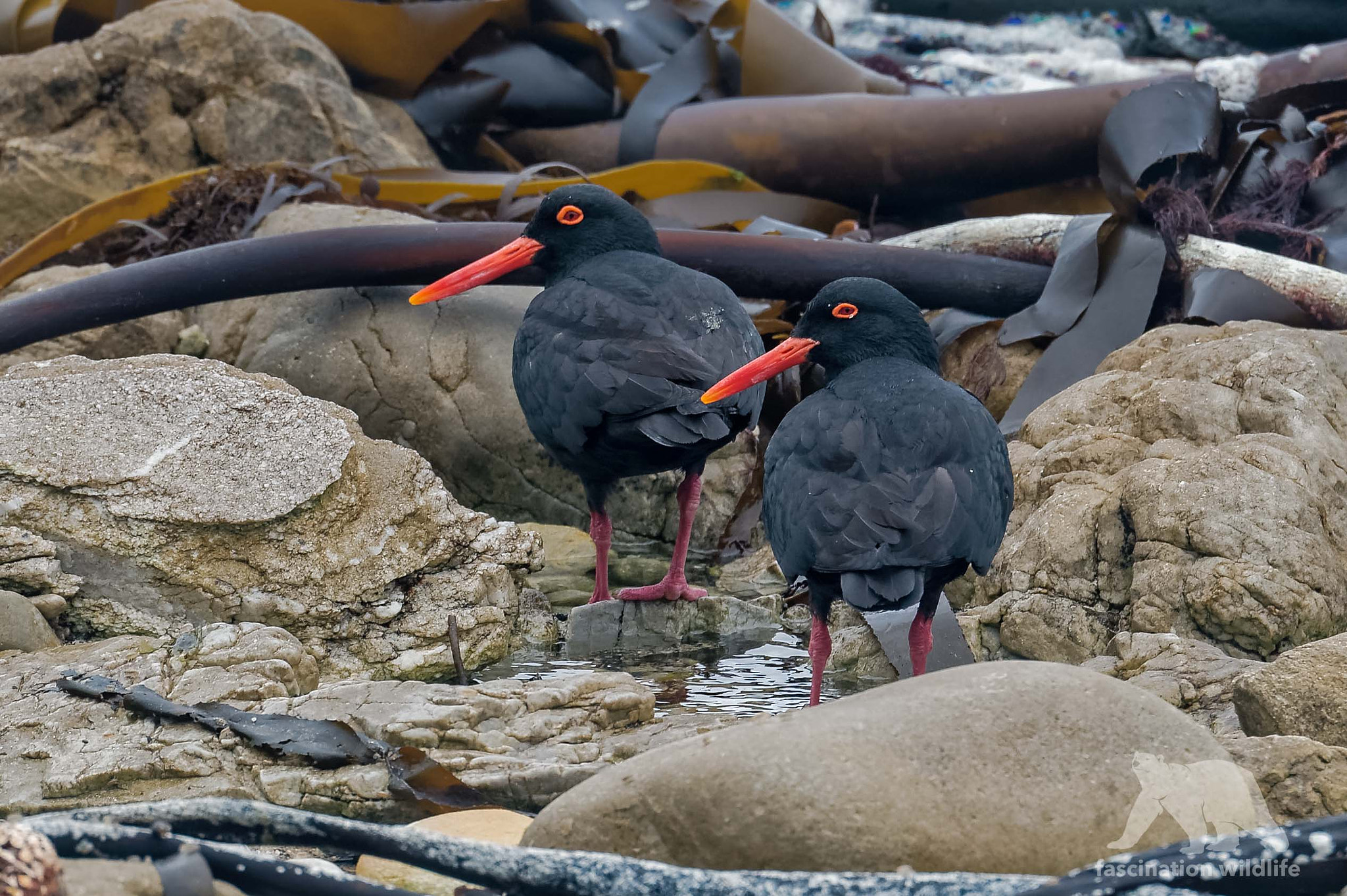Nikon D4S sample photo. African black oystercatcher photography