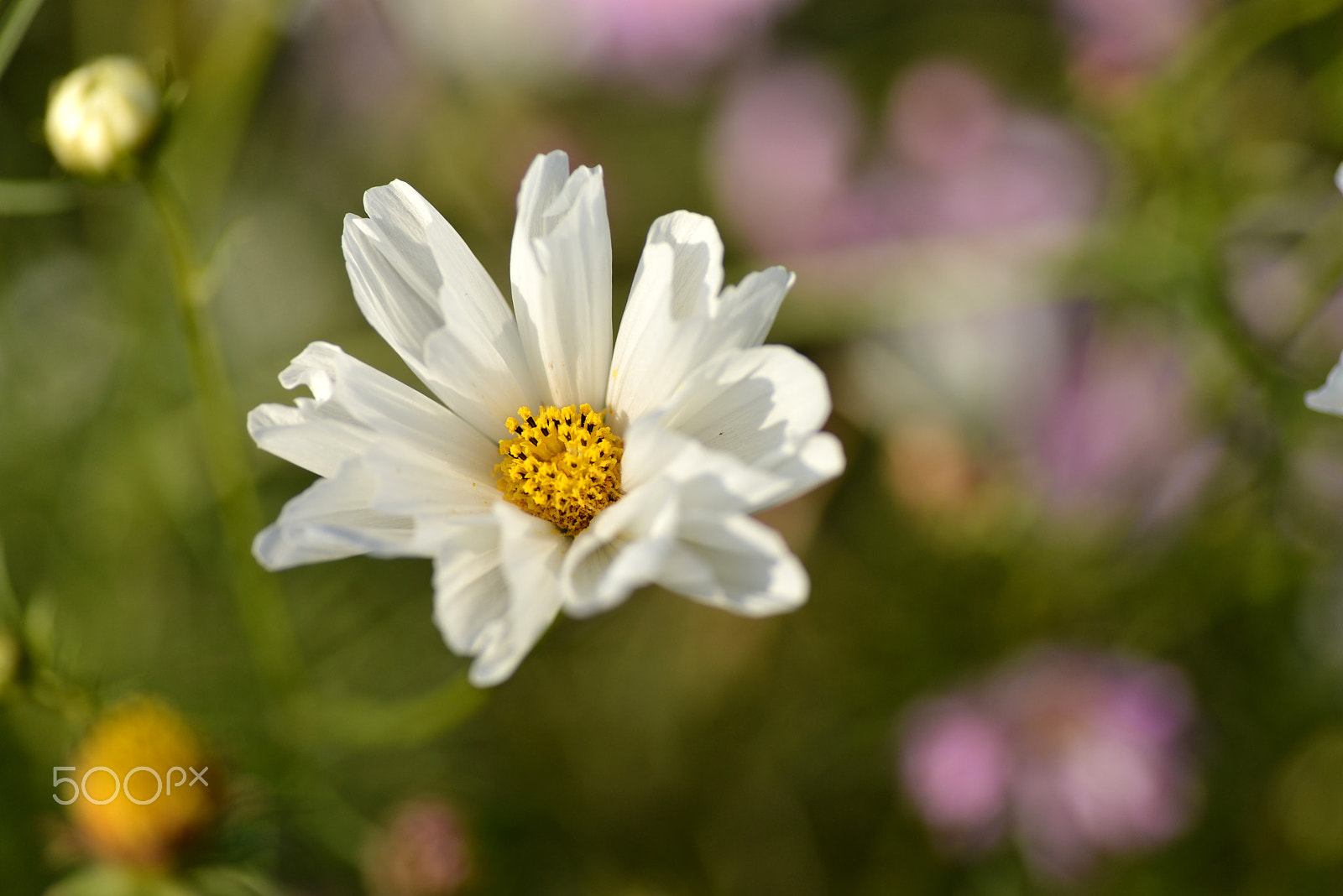 Nikon D600 sample photo. Shell petals photography