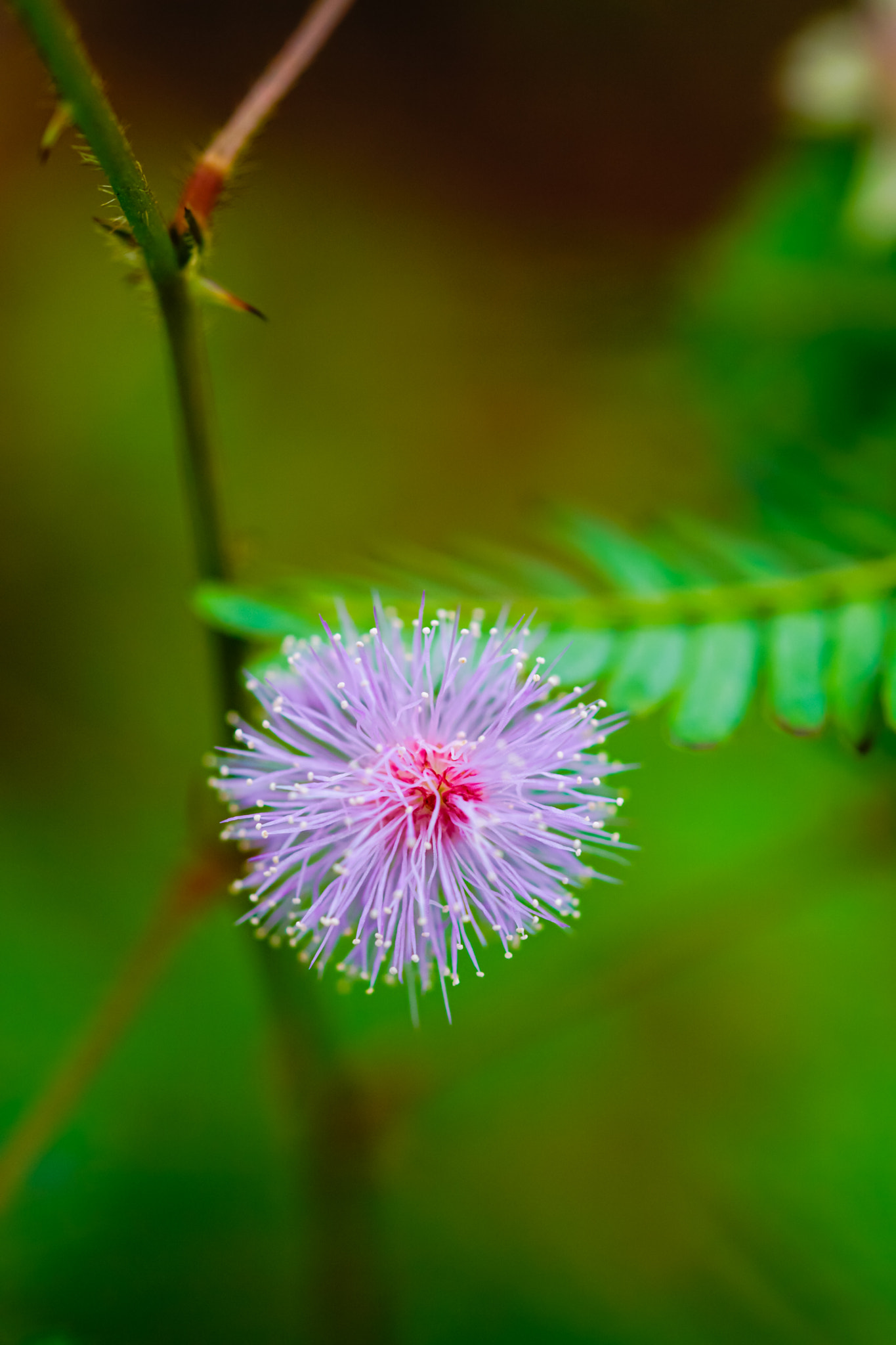 Sony a6000 + Sony FE 90mm F2.8 Macro G OSS sample photo. Within thorns photography