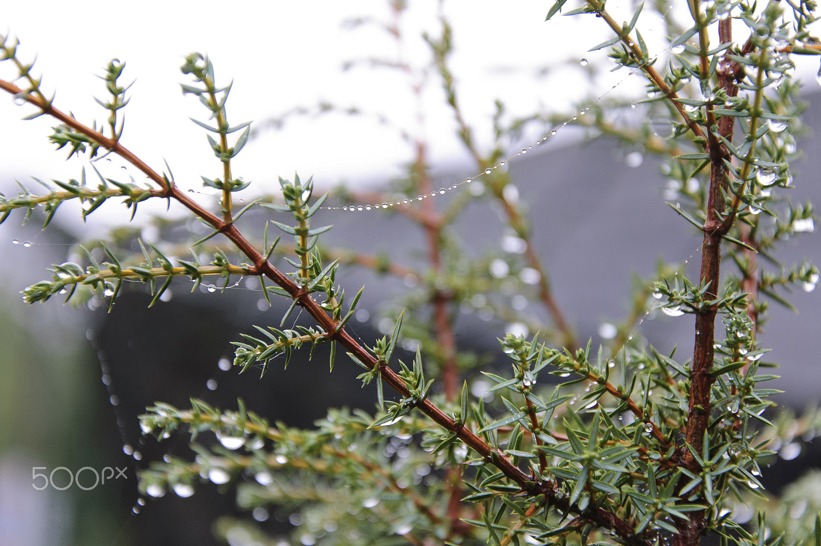 Nikon D40 sample photo. Juniper, web and raindrops photography