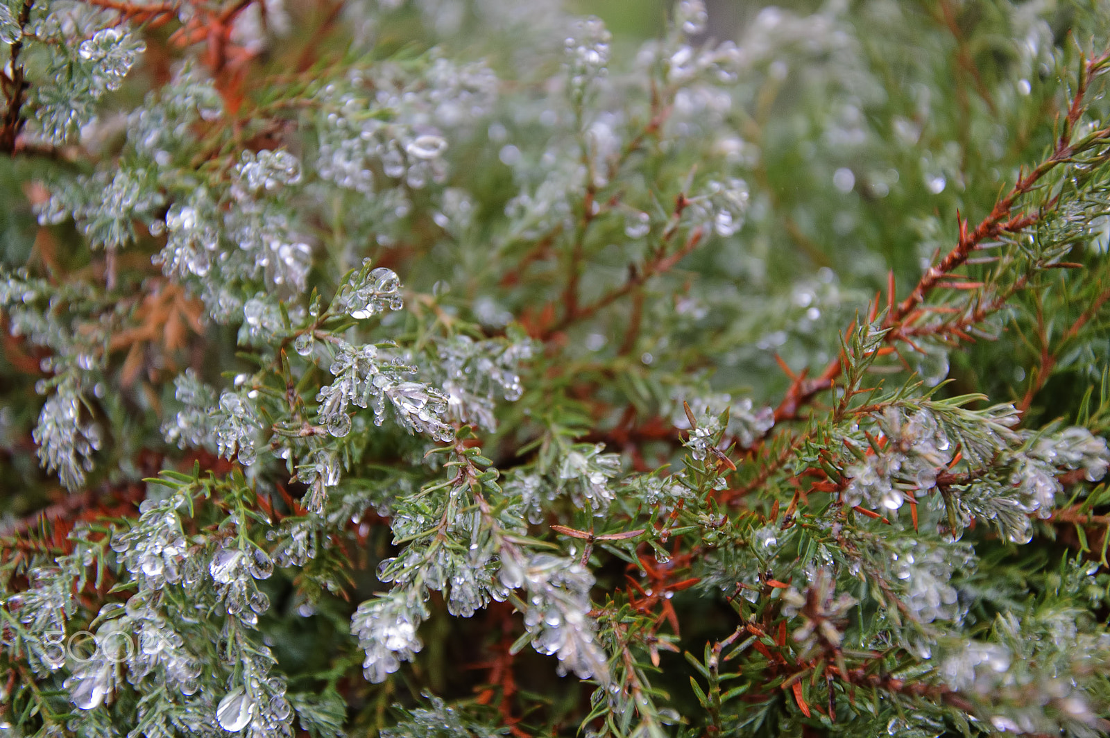 Nikon D40 sample photo. Raindrops on the juniper photography