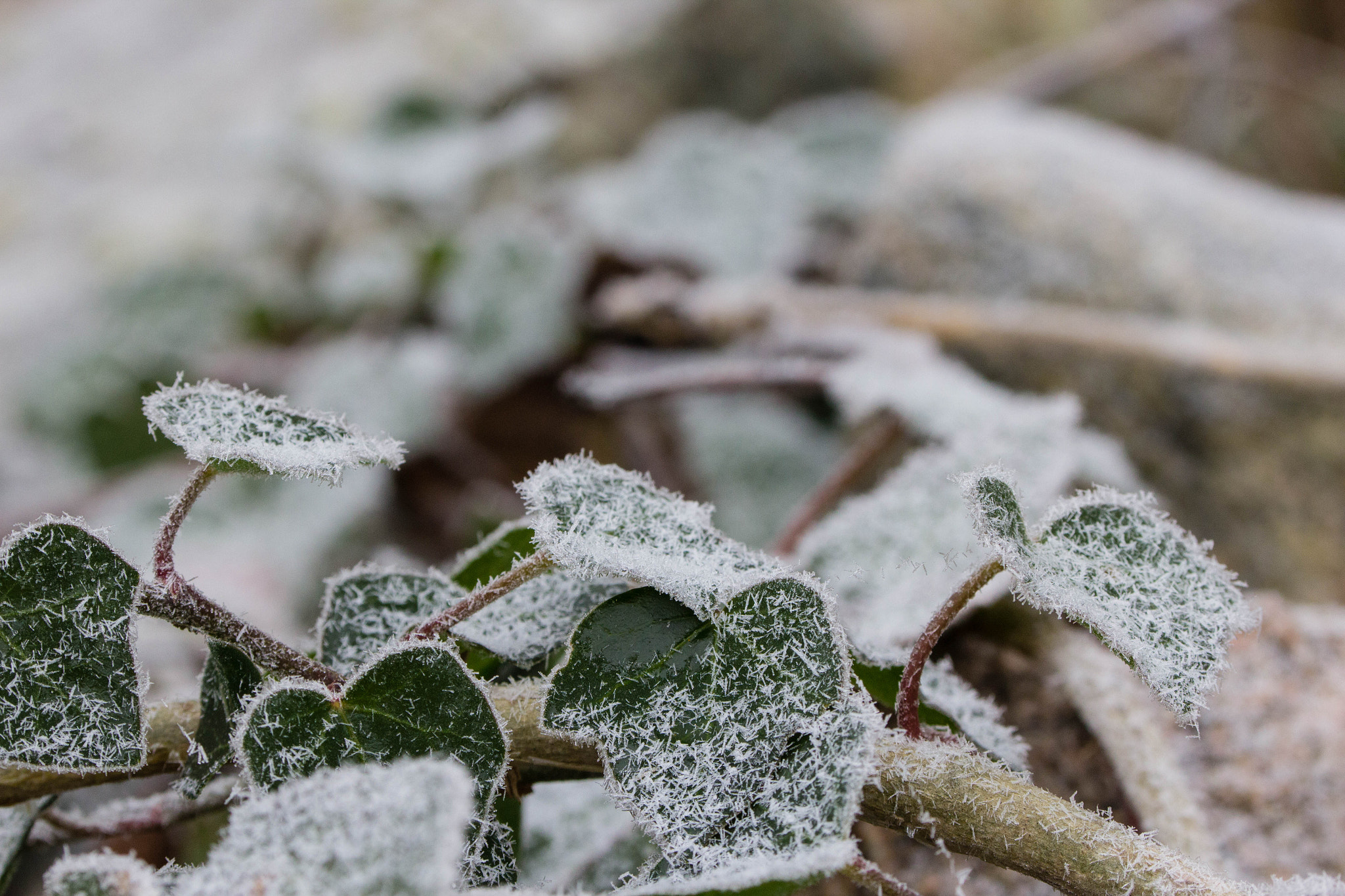 Canon EF 100mm F2.8L Macro IS USM sample photo. Snowy leaves photography