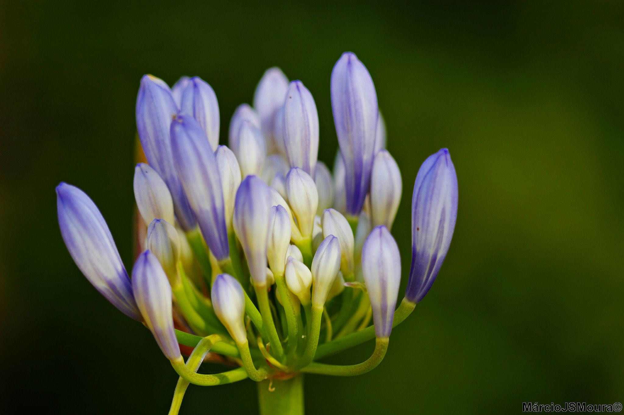 Sigma 24-105mm f/4 DG OS HSM | A sample photo. Defect ... ( defect ...) photography