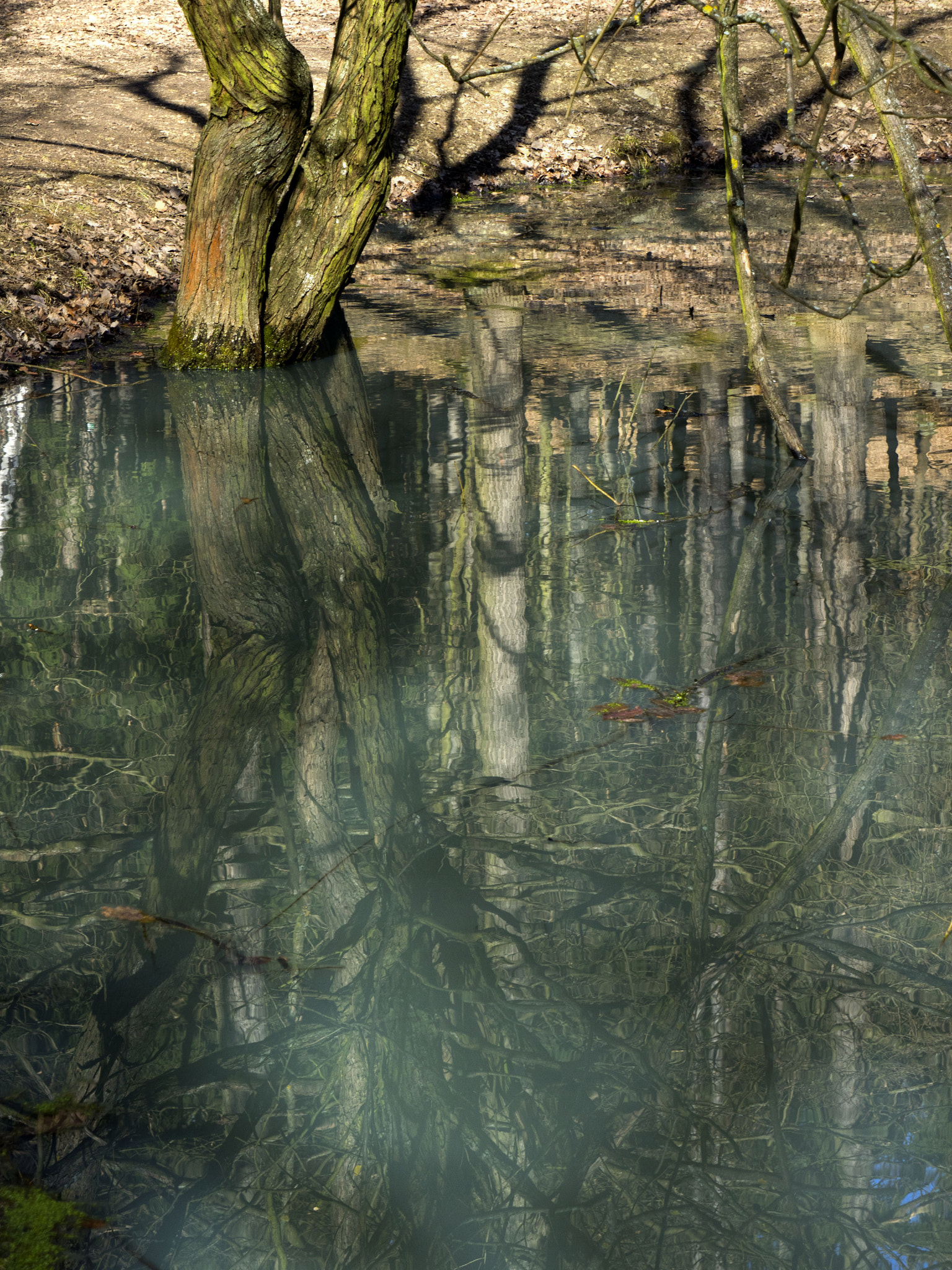 Olympus OM-D E-M1 sample photo. Old tree photography