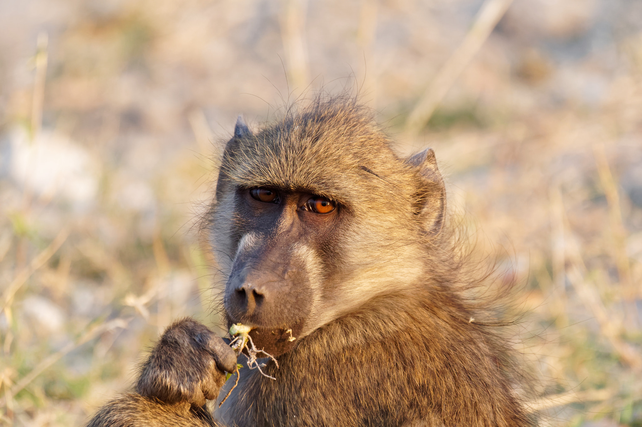 Sony FE 70-300mm F4.5-5.6 G OSS sample photo. African wildlife photography