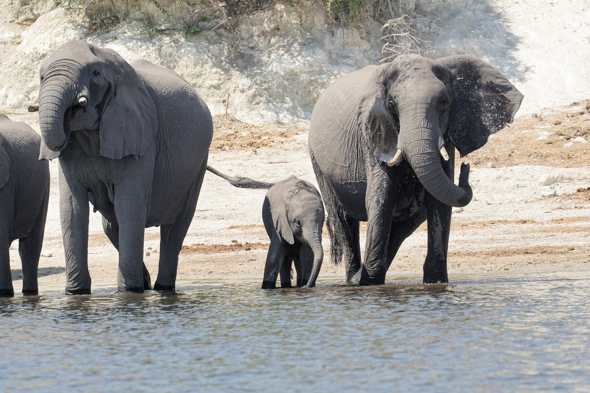 Sony FE 70-300mm F4.5-5.6 G OSS sample photo. African wildlife photography