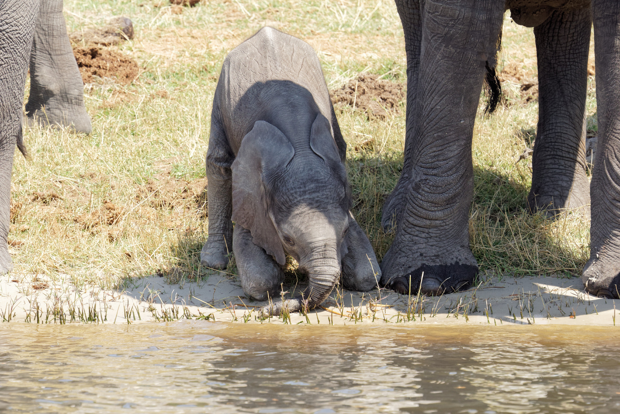 Sony FE 70-300mm F4.5-5.6 G OSS sample photo. African wildlife photography