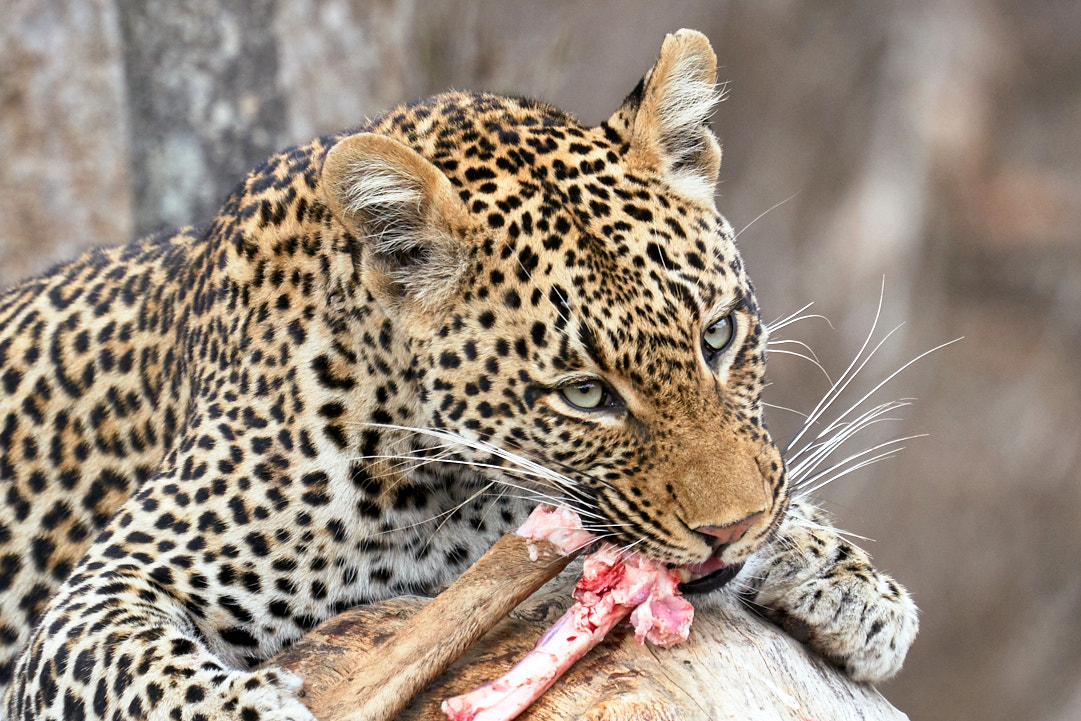 Sony FE 70-300mm F4.5-5.6 G OSS sample photo. African wildlife photography