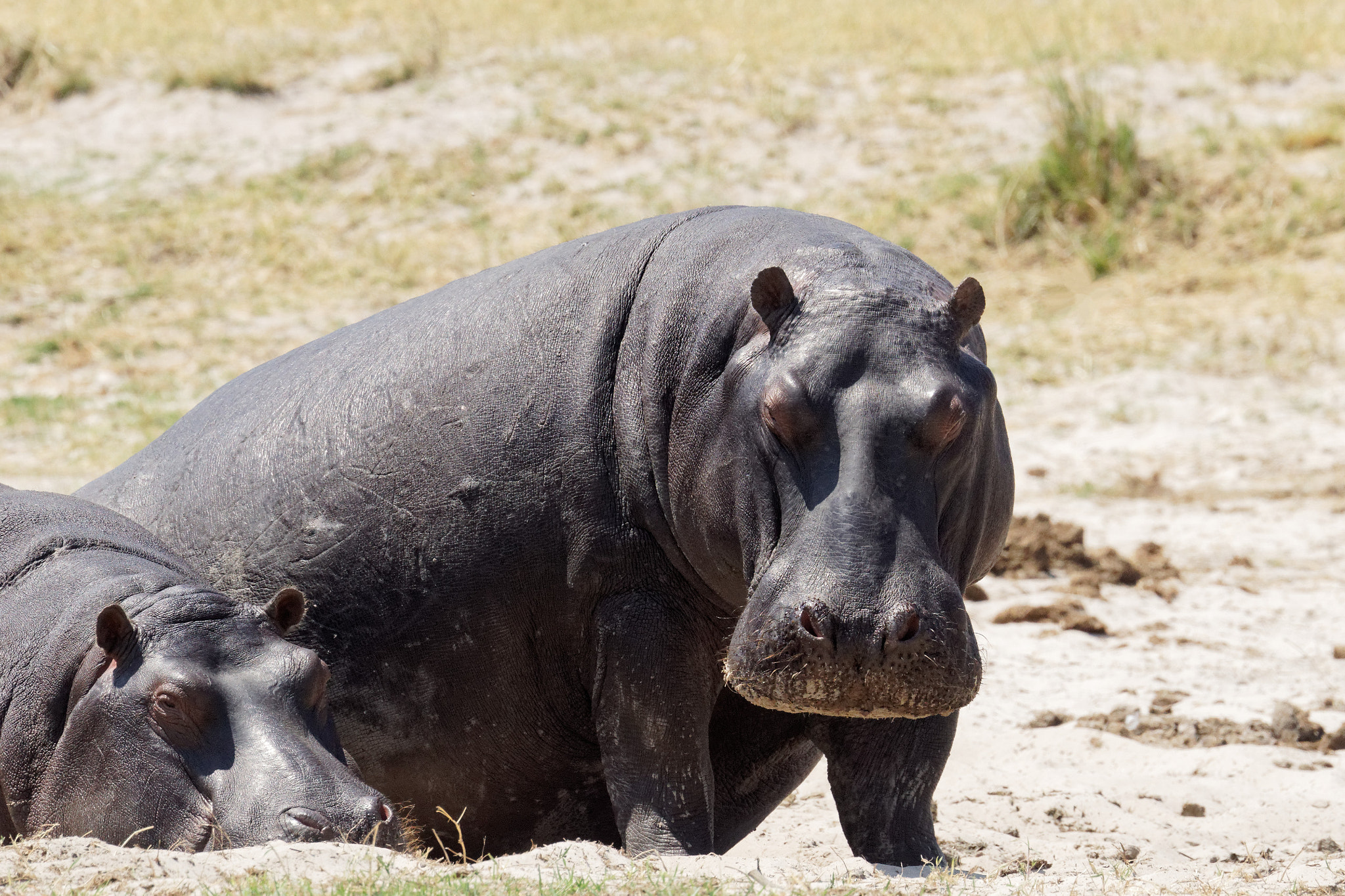 Sony FE 70-300mm F4.5-5.6 G OSS sample photo. African wildlife photography