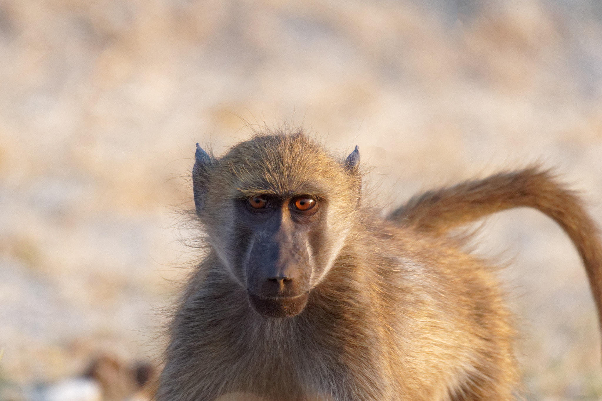Sony FE 70-300mm F4.5-5.6 G OSS sample photo. African wildlife photography
