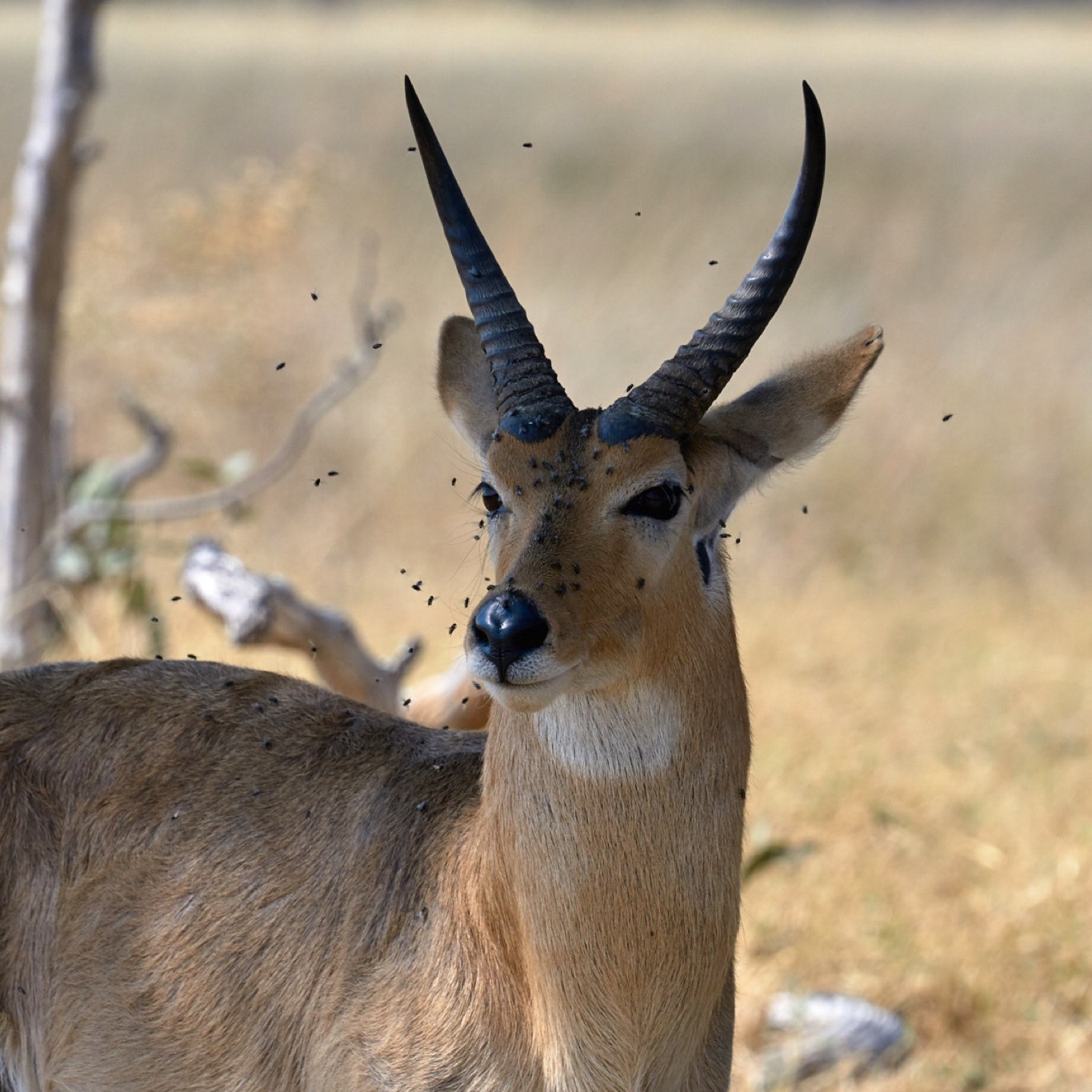 Sony FE 70-300mm F4.5-5.6 G OSS sample photo. African wildlife photography