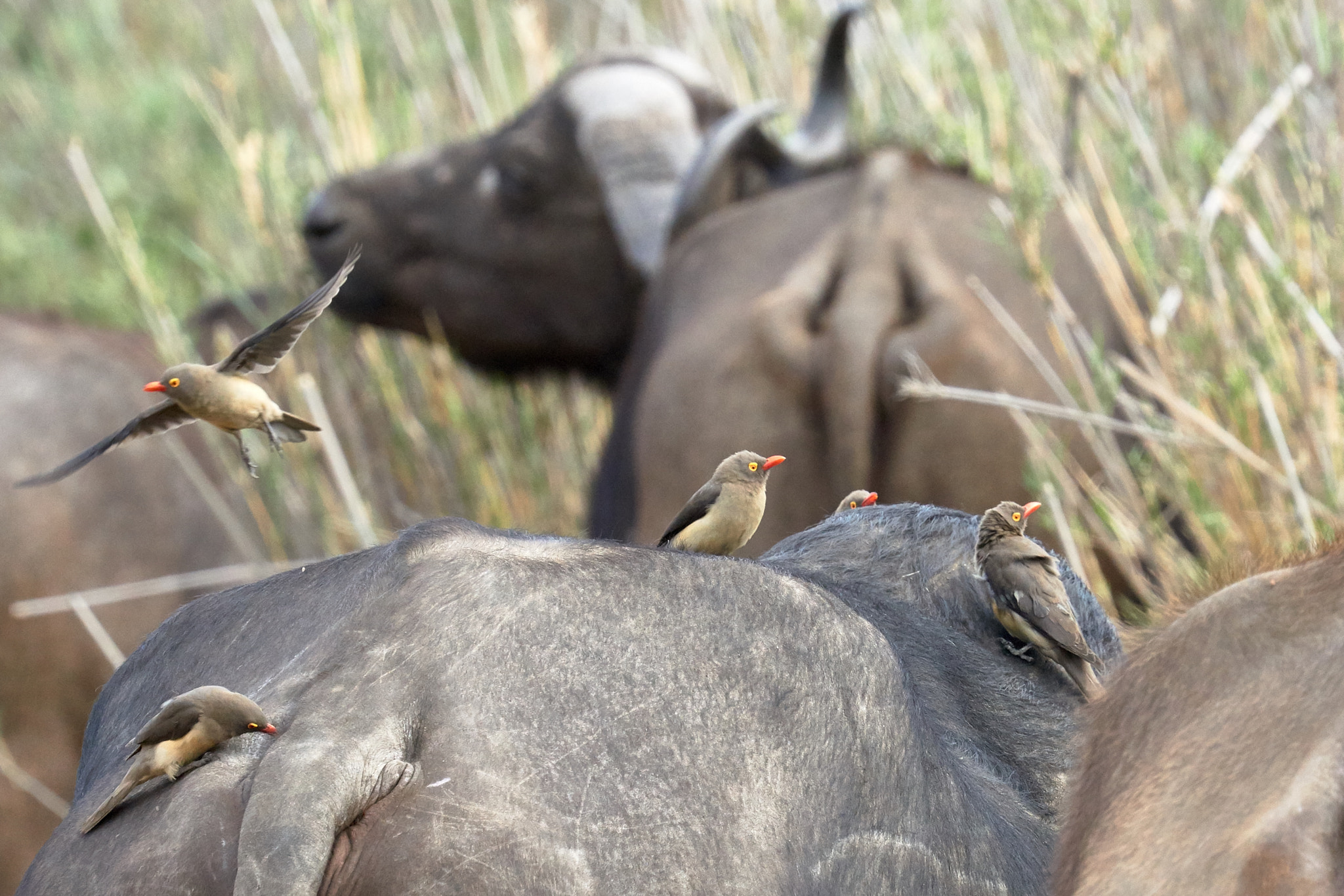 Sony FE 70-300mm F4.5-5.6 G OSS sample photo. African wildlife photography