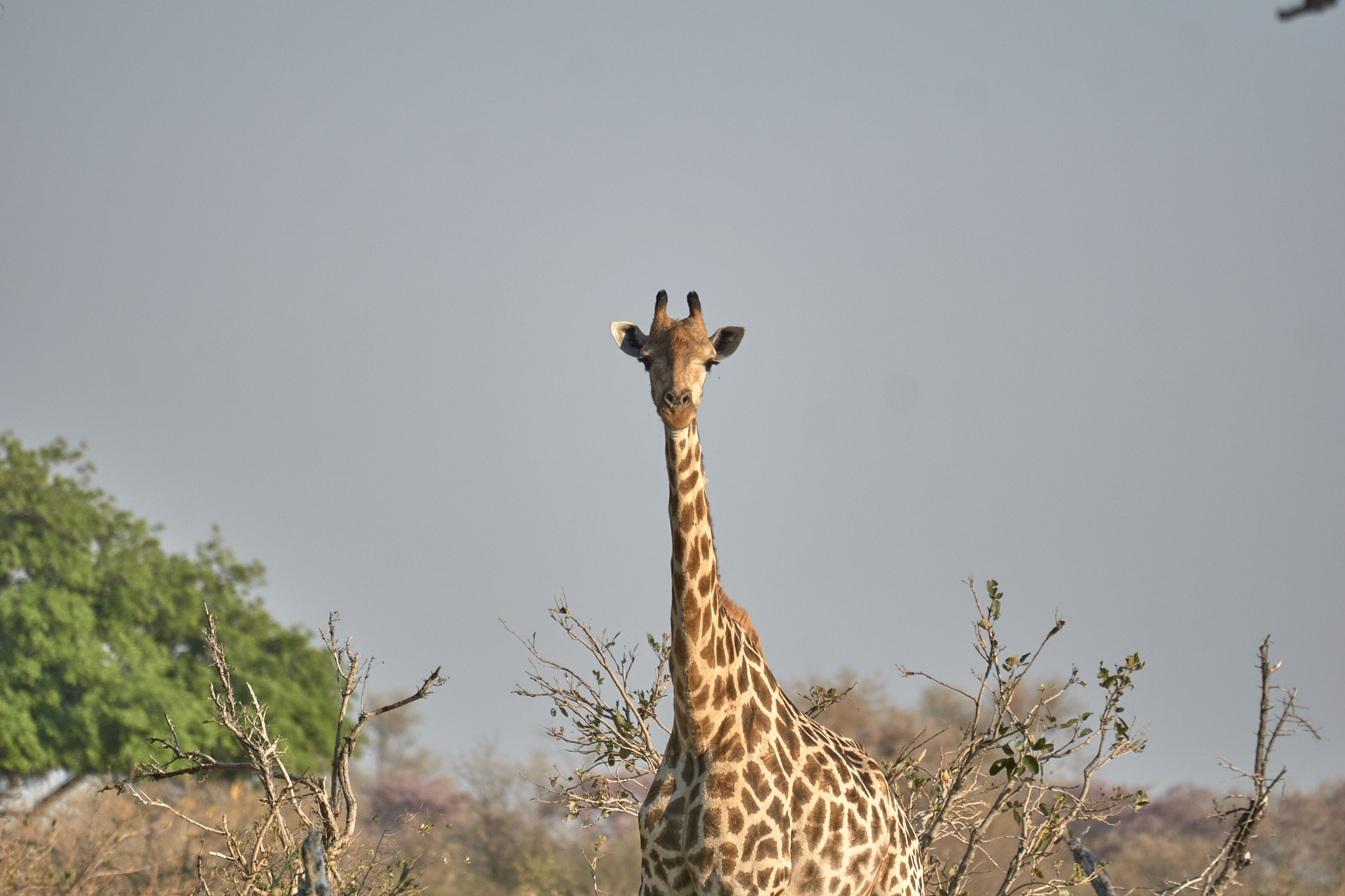 Sony FE 70-300mm F4.5-5.6 G OSS sample photo. African wildlife photography