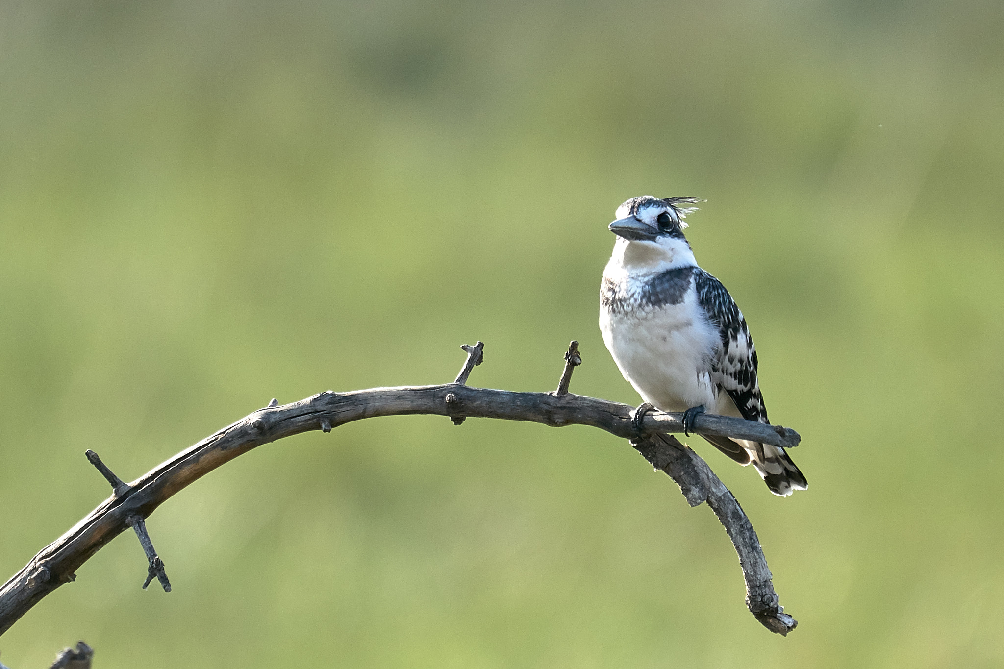 Sony FE 70-300mm F4.5-5.6 G OSS sample photo. African wildlife photography