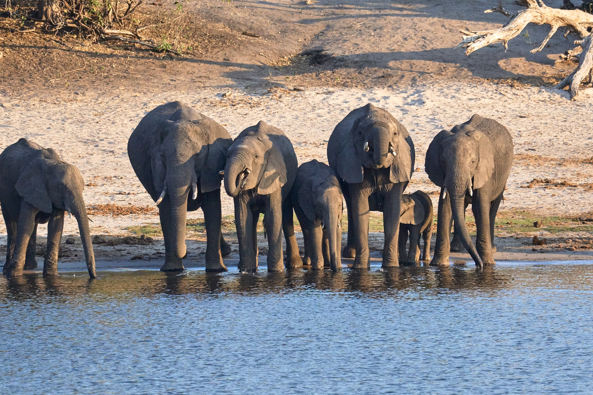 Sony FE 70-300mm F4.5-5.6 G OSS sample photo. African wildlife photography