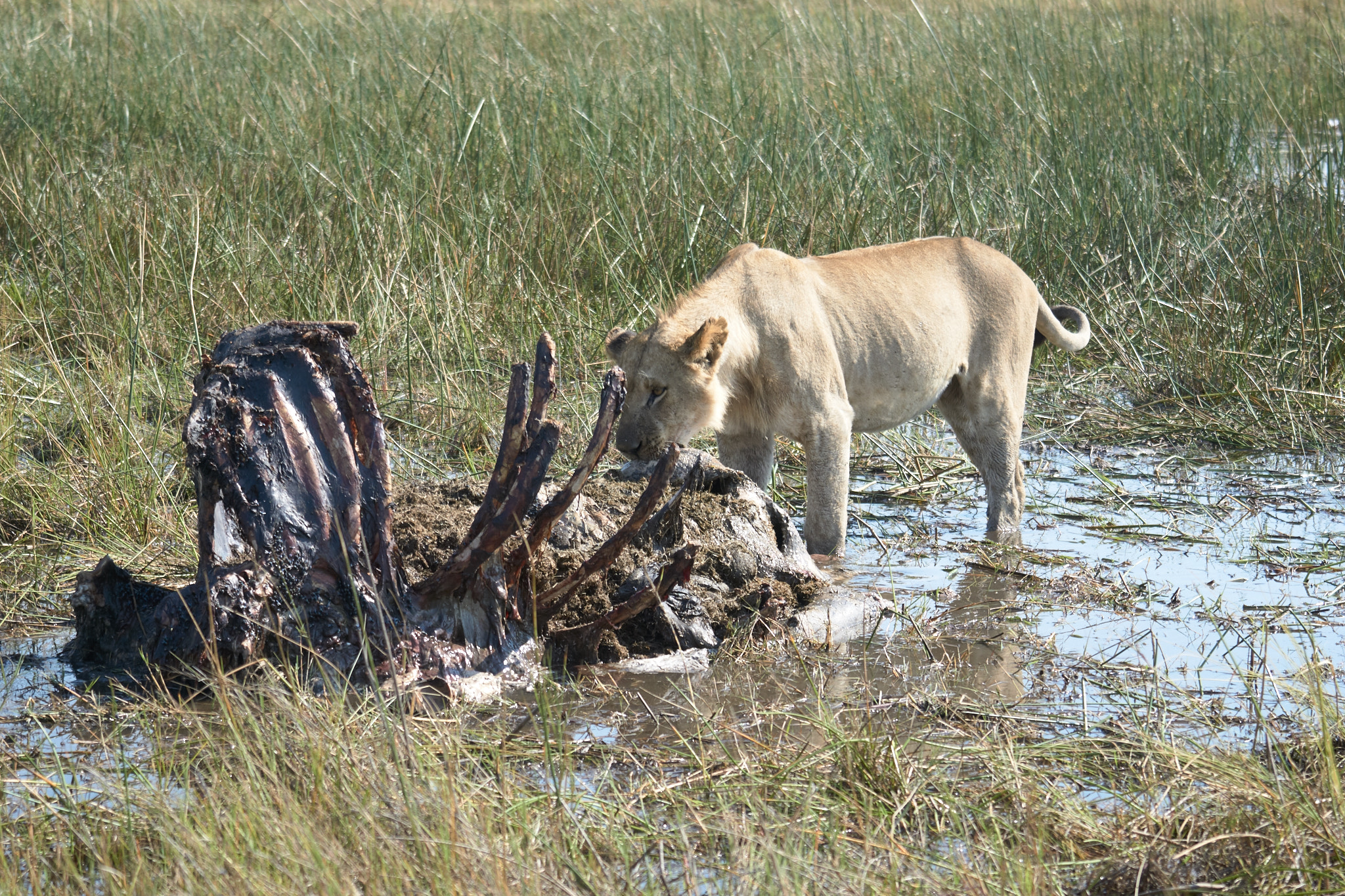 Sony FE 70-300mm F4.5-5.6 G OSS sample photo. Lion in a swamp photography