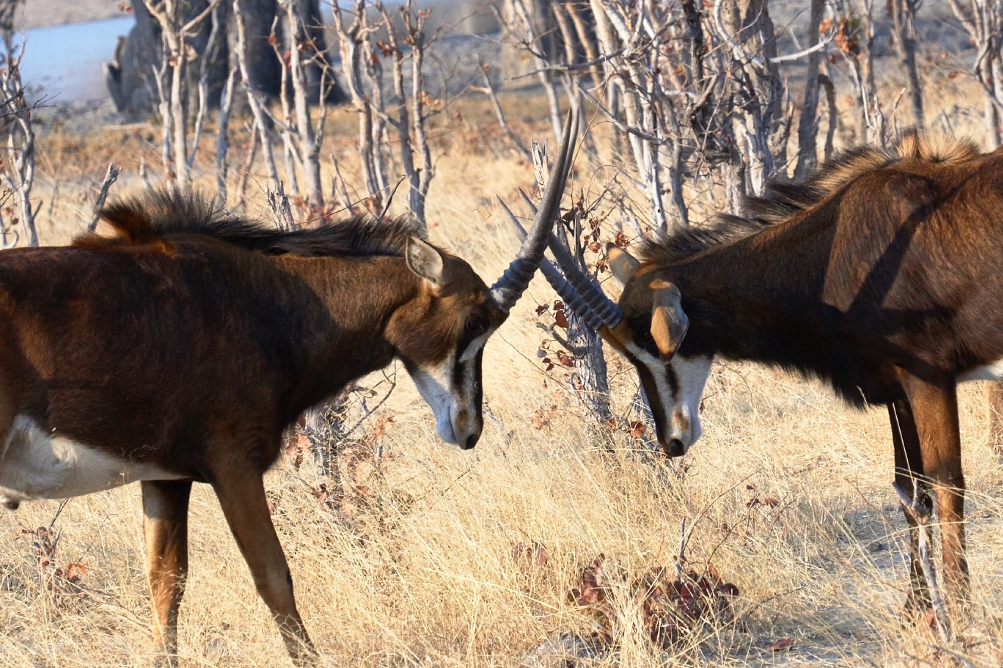 Sony FE 70-300mm F4.5-5.6 G OSS sample photo. Sable antelope photography