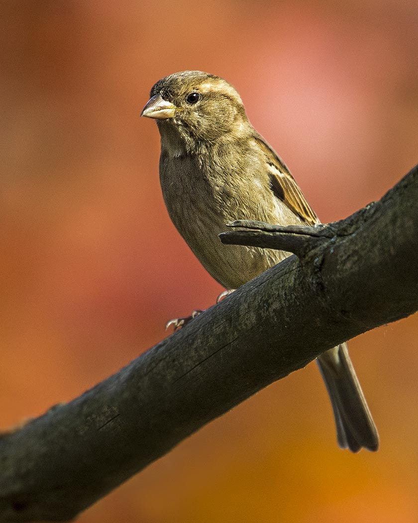 Canon EOS-1D X + Canon EF 100-400mm F4.5-5.6L IS II USM sample photo. Ojibway sparrow photography